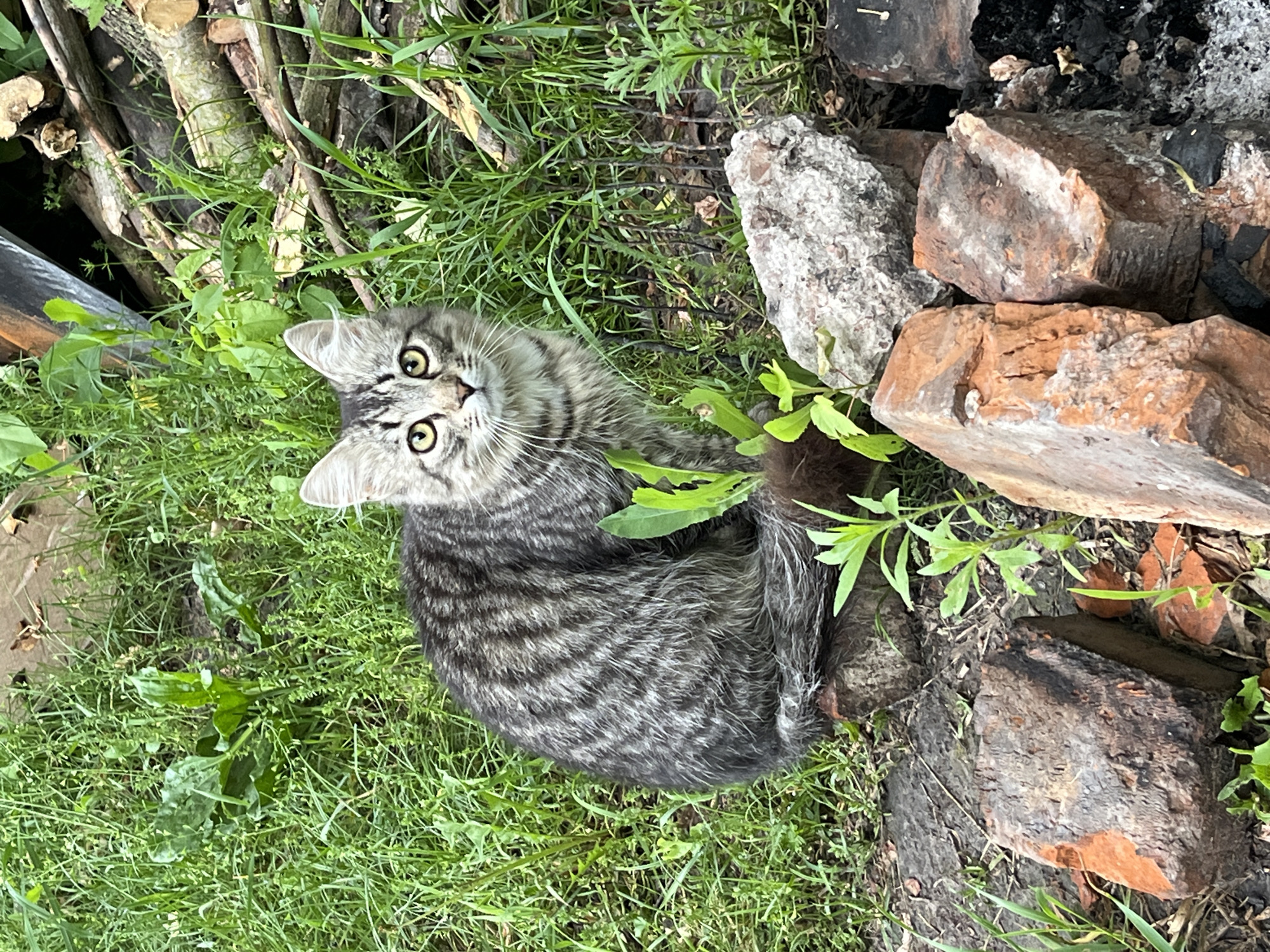 A young, gray tabby cat with prominent stripes and yellow eyes sits on a large rock in an outdoor setting. The cat is positioned centrally in the frame, facing the camera. Its fur is a mix of gray and black tabby markings. The environment consists of green grass, scattered red bricks, and some larger gray rocks. In the background, a pile of cut logs and some dry foliage are visible. The lighting suggests it is daytime, with natural light illuminating the scene. The overall impression is of a domestic cat in a semi-natural, unkempt environment.