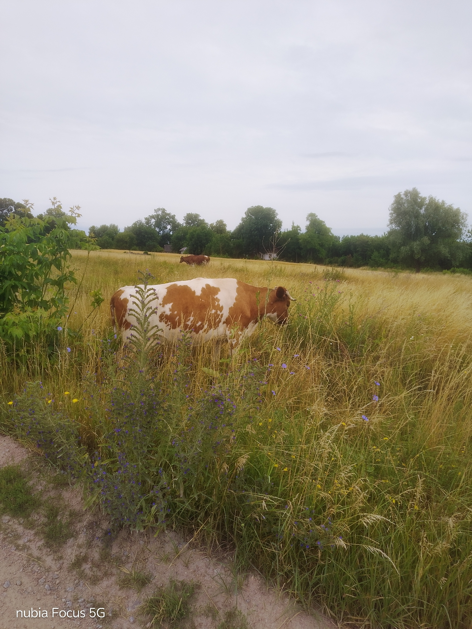 An outdoor, eye-level, wide shot captures a brown and white cow standing in a tall, golden-hued field of dry grass. The cow is facing to the left and is partially obscured by the grass and vegetation. In the background, several trees line the horizon under an overcast sky. To the left of the main cow, there is a cluster of green leafy plants, and scattered throughout the field are small purple and yellow wildflowers. A dirt path is visible in the foreground on the left side of the image. The image is a snapshot from Sestrynivka, Ukraine.