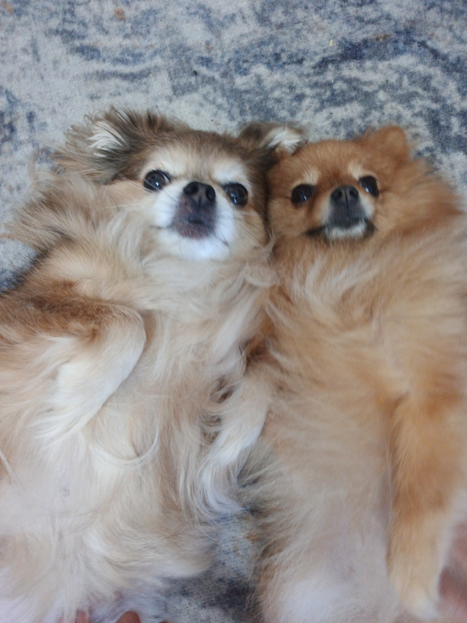 Two Pomeranian dogs are lying on a patterned rug. The dog on the left has lighter fur with brown accents, while the dog on the right has entirely light brown fur. They are positioned close together, appearing to be resting or posing for a picture. The rug has a texture with various shades of gray and blue. No specific location within Zlatoust, Russia can be identified from the image.