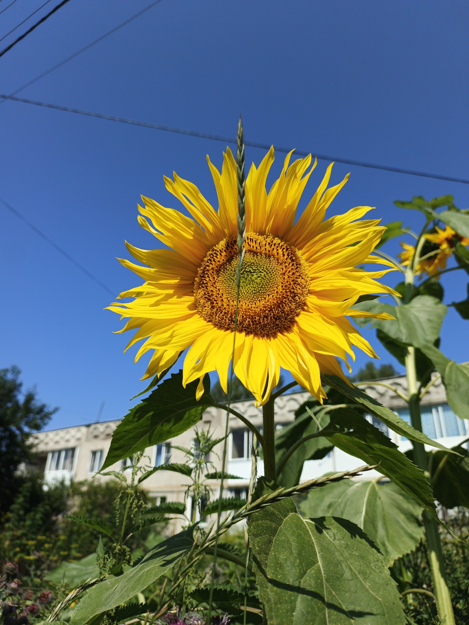 The image captures a close-up of a sunflower against a clear blue sky. The sunflower, prominently displayed in the foreground, is in full bloom with vibrant yellow petals. Its center is a rich brown, speckled with developing seeds. A thin, green grass blade arches over the top of the sunflower's head. In the background, a multi-story, light-colored building with numerous windows is visible. This building appears to be a residential apartment block, typical of urban or semi-urban environments. The surrounding area shows glimpses of greenery, including trees and other plants, suggesting a park or garden setting within the city. Power lines stretch across the upper portion of the sky, indicating the presence of infrastructure. The overall scene is illuminated by bright sunlight, casting subtle shadows and highlighting the textures of the sunflower and foliage. No people are visible in the image. This scene is located in the city of Medvedyovka, Russia.