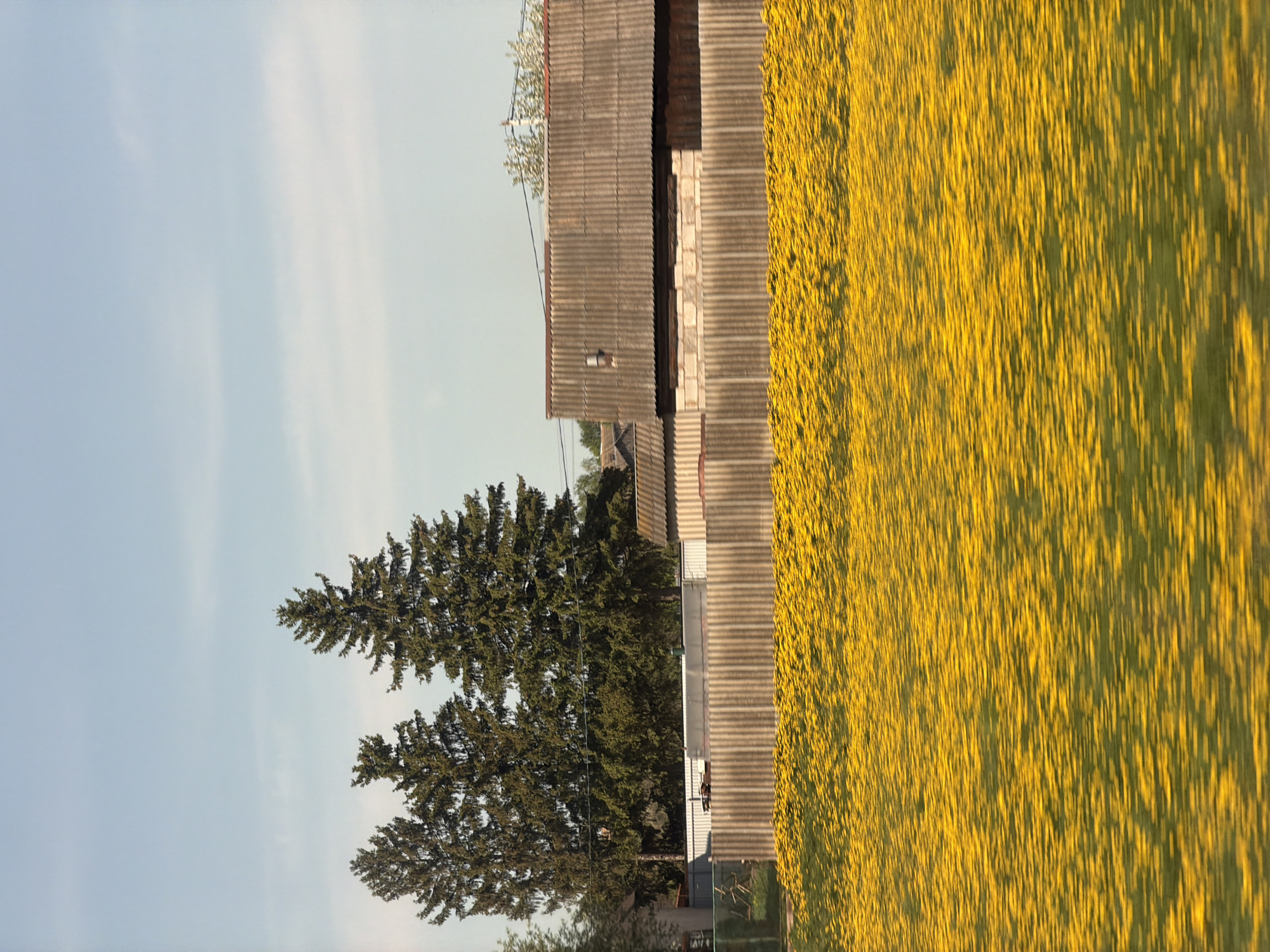 The image depicts a scene in Bol'shaya Ven'ya, Russia. A field of yellow flowers is adjacent to a gray, corrugated building with an adjacent brick structure. Two evergreen trees stand near the building, with a blue sky and faint clouds in the background.