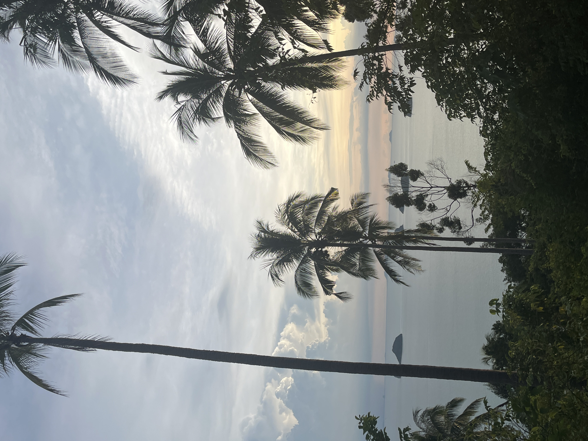 The image depicts a tranquil natural scene with several tall, slender palm trees silhouetted against a hazy sky. The palm fronds are dark and feathery, some reaching downwards towards the viewer. In the distance, a calm, grey sea stretches out to meet a horizon where islands appear as dark, indistinct shapes. The sky above is a soft blend of pale blue and white clouds, with a subtle hint of peachy sunset hues near the horizon. The foreground is dominated by lush, dark green foliage, obscuring the ground and adding depth to the image. The overall impression is one of a serene, tropical vista, likely taken from an elevated position overlooking the sea. The location is identified as Baan Pang Ka, Thailand, suggesting a coastal or island setting.