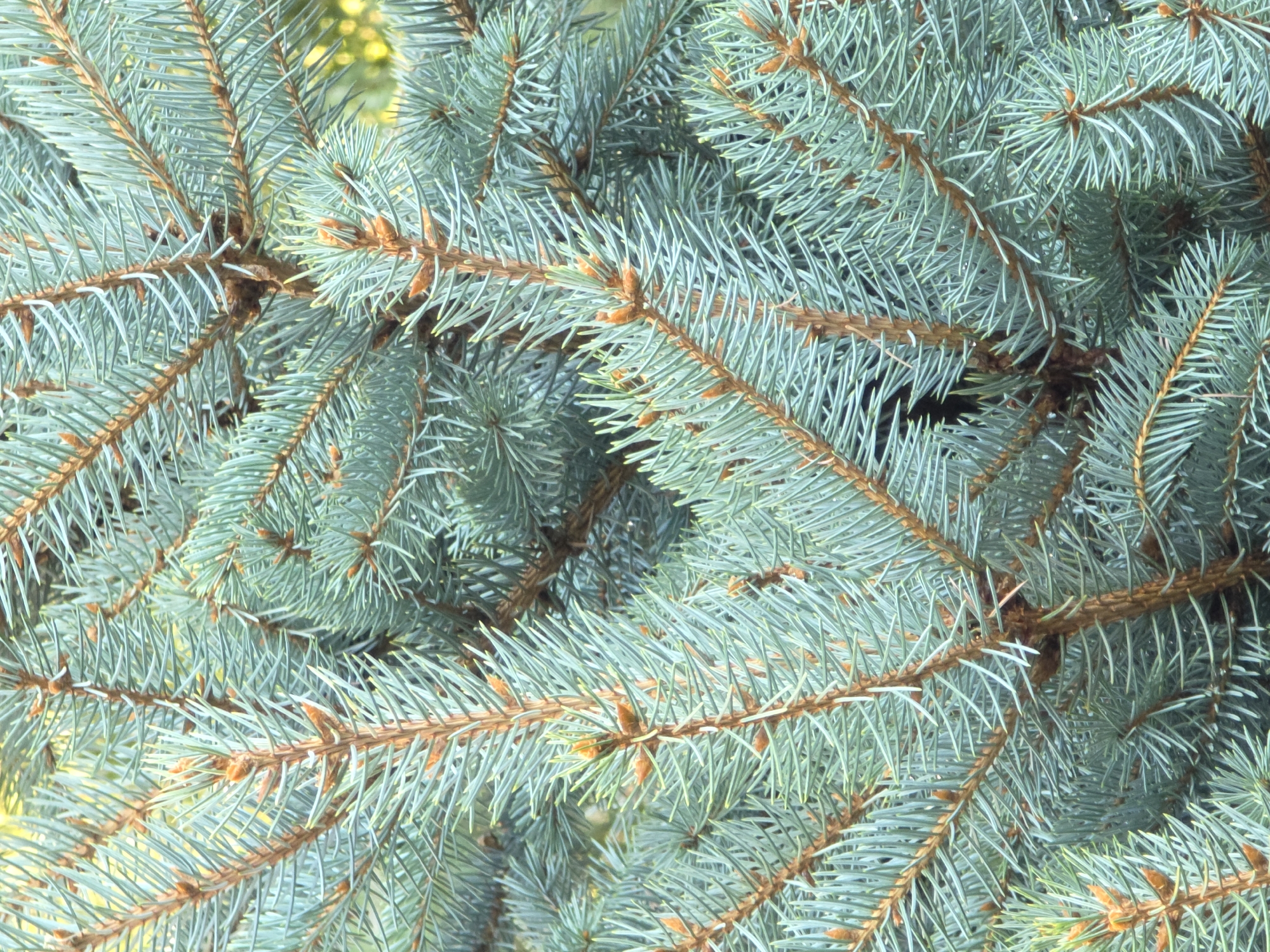 The image is a close-up, detailed view of a blue spruce tree's branches and needles, set against a softly blurred green and yellow background, suggestive of other foliage or sunlight filtering through. The branches are a reddish-brown, and the needles are a distinct silvery-blue, densely packed and sharp in appearance. Small, brown buds are visible along the branches where the needles emerge. The lighting suggests it is daytime, possibly overcast or dappled sunlight given the softness of the background. The scene appears to be an outdoor natural setting, common in parks or gardens. There are no people, animals, or man-made objects clearly visible in the frame. The composition focuses entirely on the texture and color of the evergreen foliage. The location of Rostov-on-Don, Russia, is not discernible from the visual information presented in the image itself.