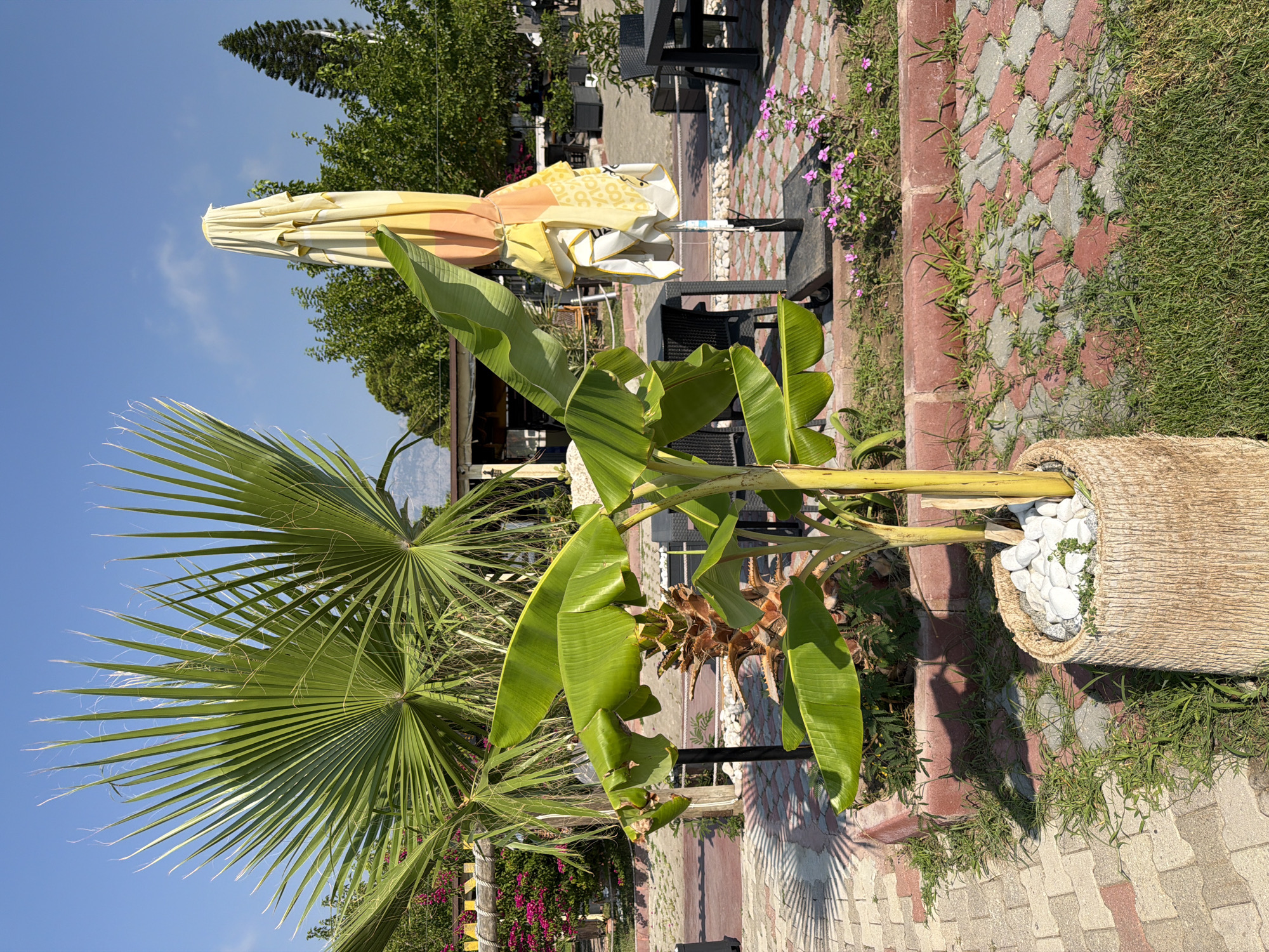 In Kemer, Turkey, a close-up shot captures a banana plant in a textured planter in the foreground, filled with white pebbles. Behind it, a large, folded patio umbrella with yellow and orange panels stands next to black outdoor furniture. A fan palm with long, green fronds dominates the left side of the frame. In the background, the scene transitions to a building with a pitched roof, more green foliage, and distant mountains under a clear blue sky. The ground is paved with interlocking red and gray bricks, interspersed with patches of green grass and small pink flowers.