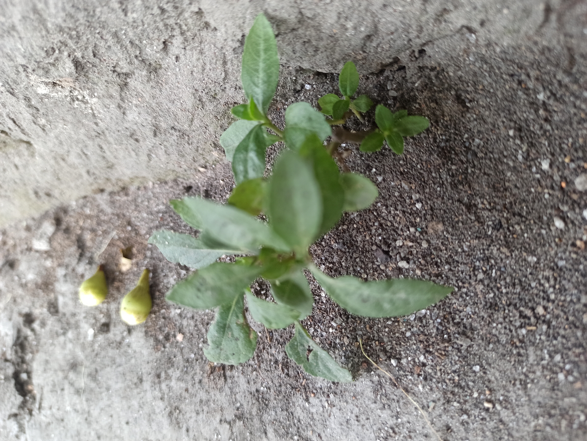 A small green seedling with several leaves is growing out of a crack between a rough concrete surface and a sandy area. Two light green, tear-shaped seed pods lie on the concrete surface to the left of the seedling. The concrete surface appears weathered and slightly damp. The scene is outdoors, with the lighting suggesting it is daytime. There are no people or animals visible in the image. The image is taken from a top-down perspective. The location of this scene is the City of Medan, Indonesia.
