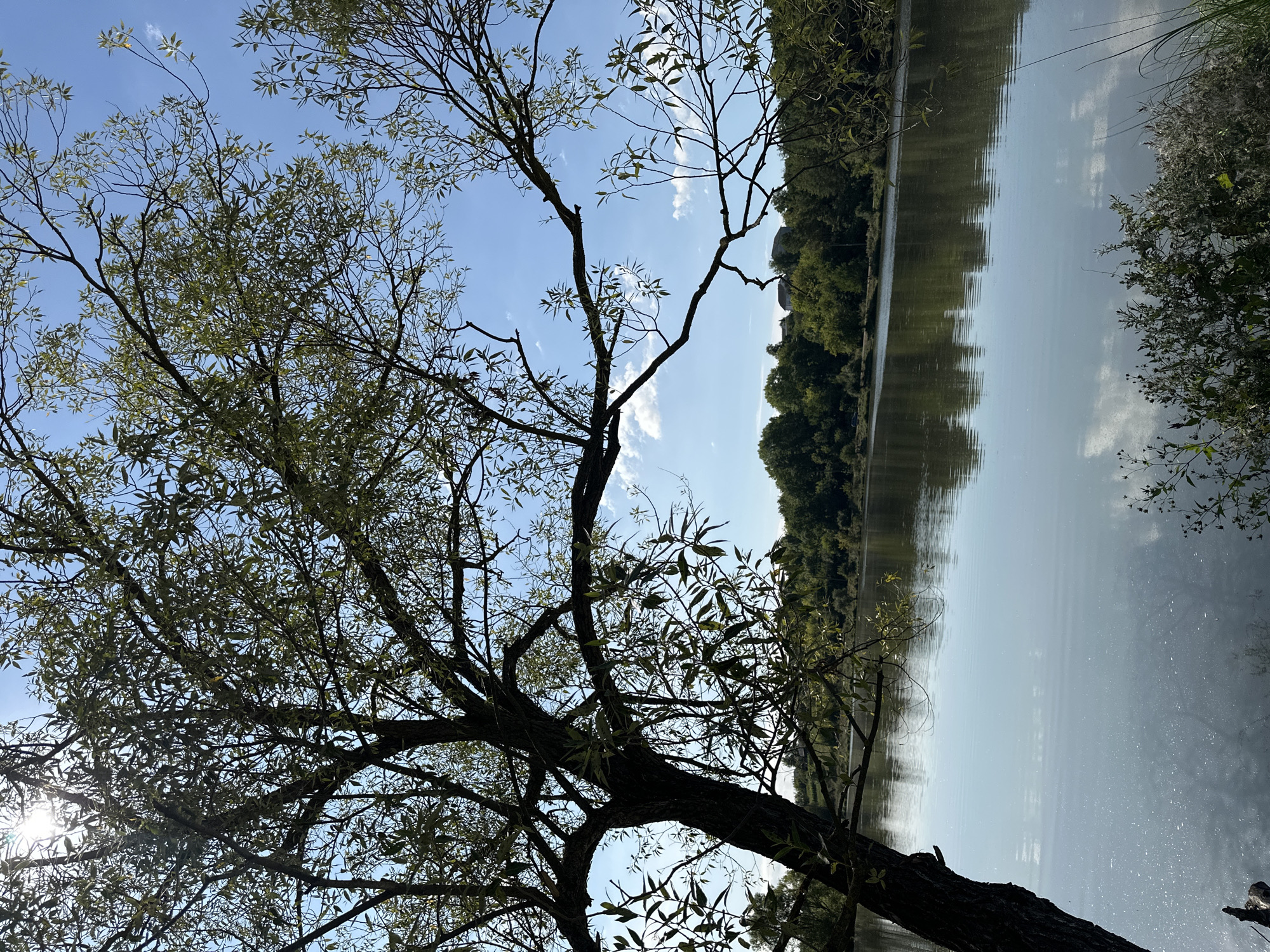 This is a photograph taken in the city of Makiv, Ukraine, depicting a tranquil lake scene. In the foreground, the trunk and lower branches of a large, leafy tree extend from the left side of the frame, its foliage silhouetted against a bright blue sky. The sun's rays are visible, peeking through the tree's branches and leaves. The lake occupies the middle ground, its surface smooth and reflective, mirroring the sky and the distant treeline. The far bank of the lake is densely populated with lush green trees, and a few buildings are faintly visible amongst the foliage. The overall impression is one of a calm, natural environment on a clear, sunny day.