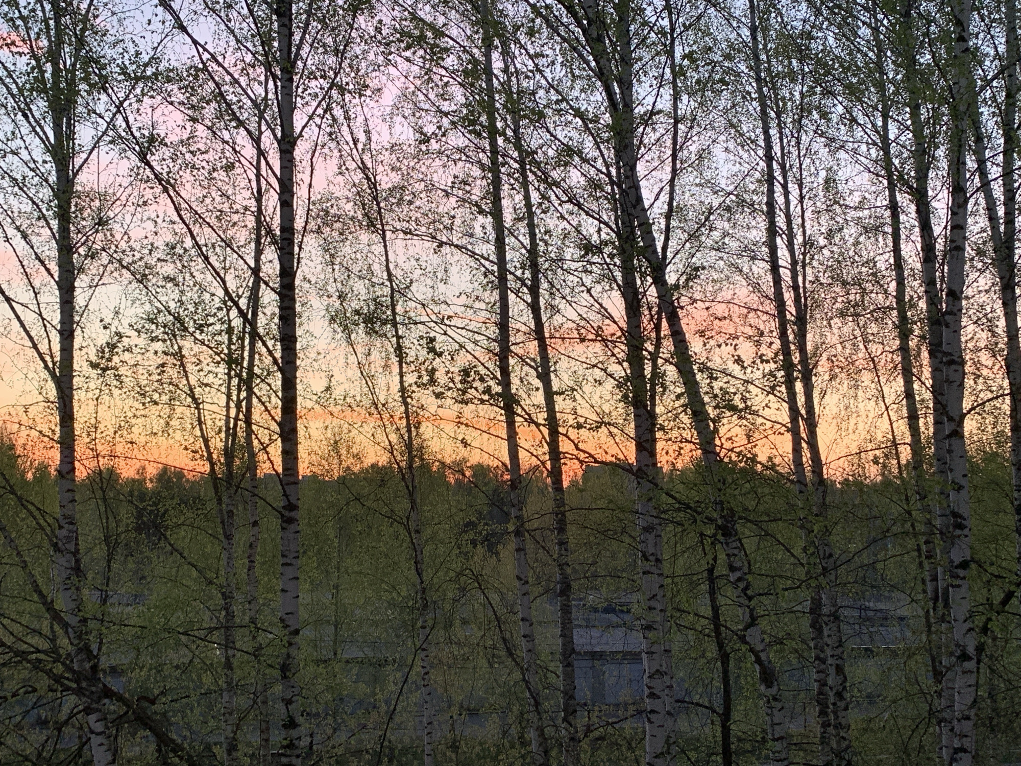 The image captures a view through a dense thicket of birch trees (Betula) towards a setting sun in Chaikovsky, Russia. The sky exhibits gradients of pink and orange hues. The trees in the foreground are predominantly young birches, with black and white bark patterns. The forest line in the background consists of a dark green mass of mixed tree species. A structure, potentially a building roof, is partially visible amidst the trees in the lower portion of the frame. The photograph is taken during the early spring months as is evident by the first appearance of leafs on the trees.