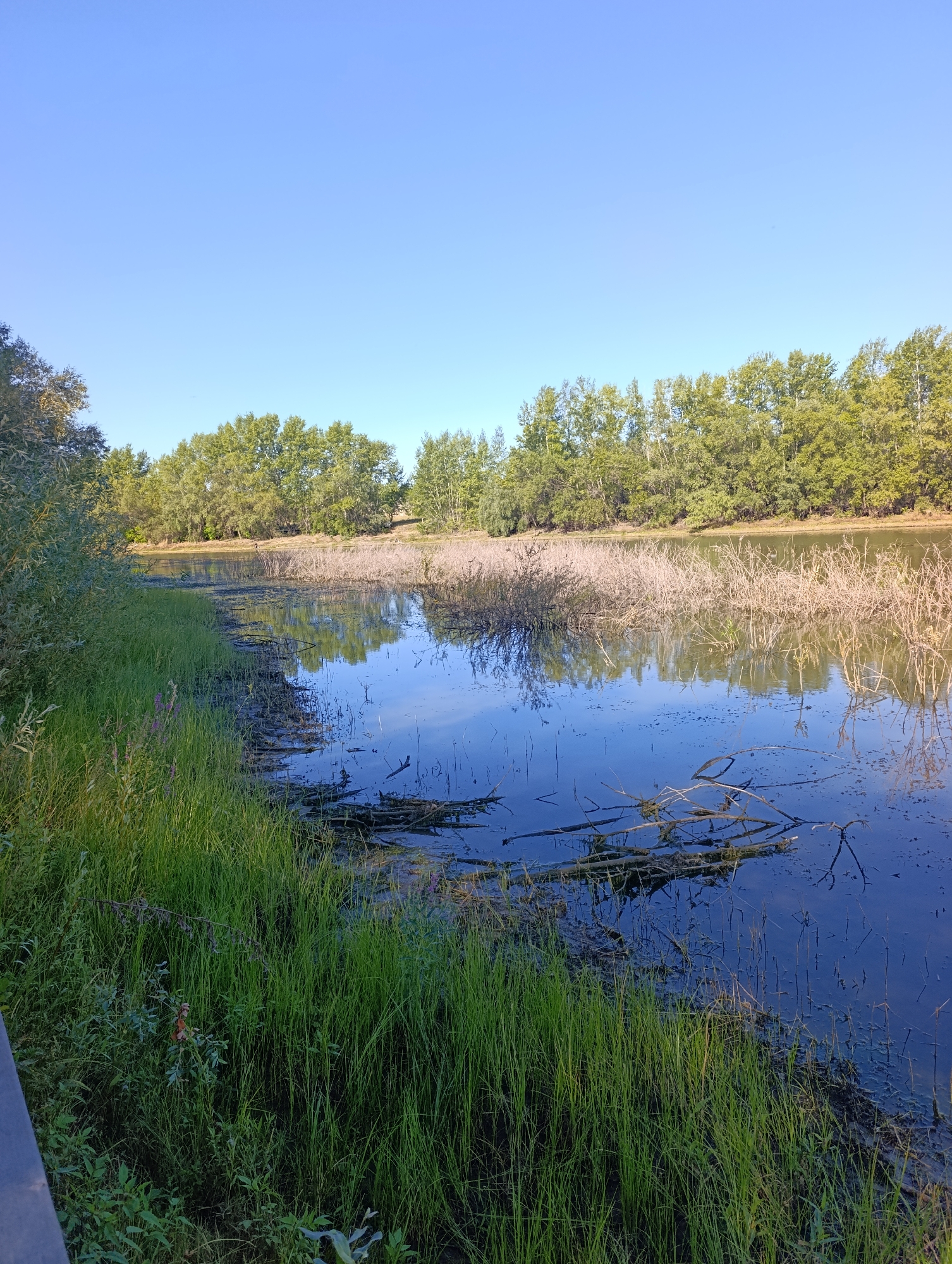 The image depicts a natural scene with a body of water bordered by lush green grass and trees. The sky is a clear, bright blue. The water's surface reflects the trees and the sky, creating a serene and tranquil atmosphere. The foreground features dense green grass and some dry, brittle vegetation extending into the water. The background is dominated by a line of trees with dense green foliage. There are no people or animals visible in the image. The setting appears to be a park or a natural preserve. The location is identified as Dimitrovskii, Russia.