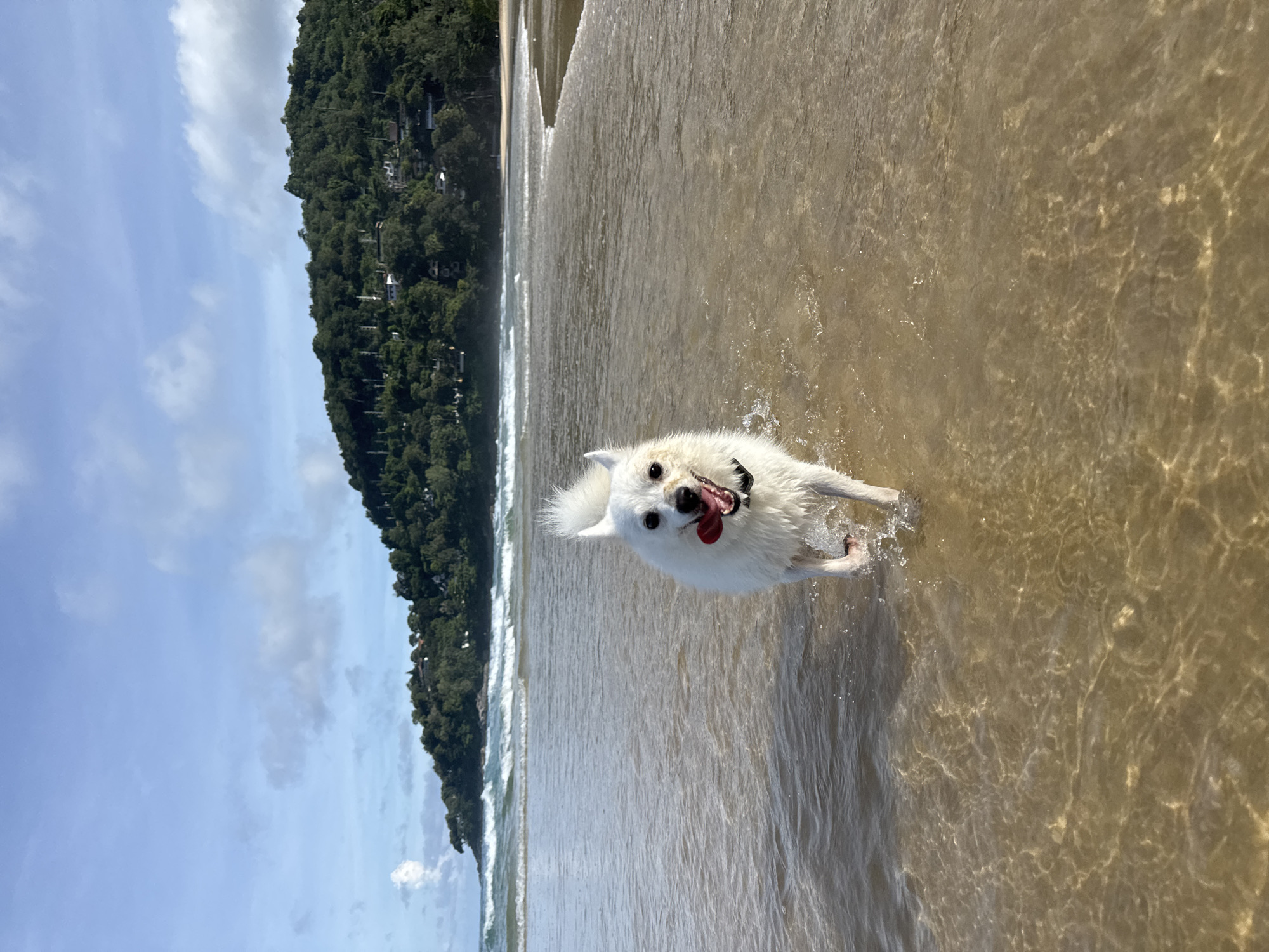A white dog with its tongue hanging out, wearing a black collar, runs through shallow water on a sandy beach. The dog is the central subject of the image, facing the camera with a happy expression. Behind the dog, waves crash on the shore, and a lush, green, tree-covered hill rises in the background. Buildings are visible nestled among the trees on the hillside. The sky above is a clear blue with scattered white clouds. This scene is located on Karon Beach in Karon, Thailand.