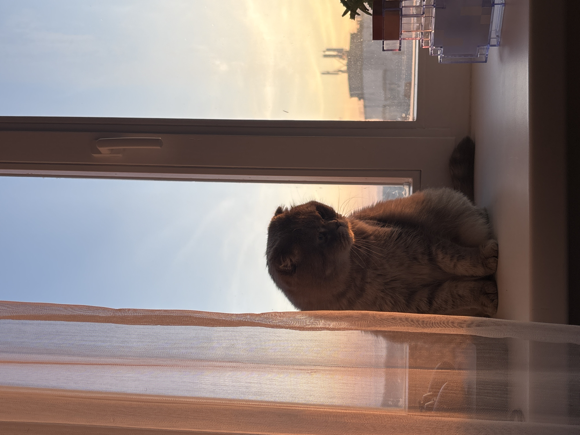 A gray Scottish Fold cat sits on a white windowsill next to a window at sunset. A translucent peach-colored curtain hangs in front of the window. Outside, the sky is a mix of blue and orange-yellow, and buildings are visible in the distance. On the windowsill to the right of the cat is a small, multi-tiered plastic storage container with a green plant on top. The location is Chaikovsky, Russia.