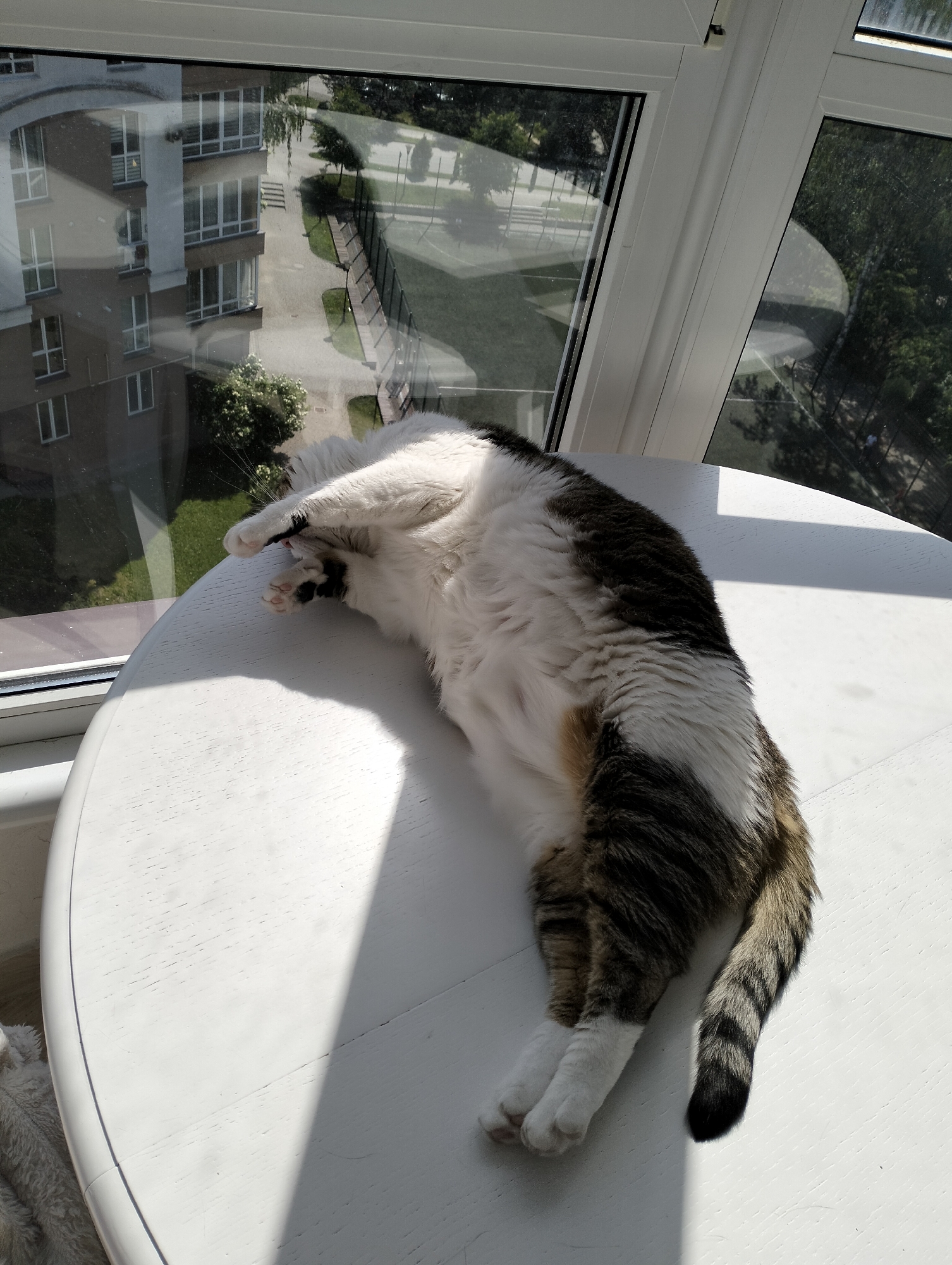 A cat is lying on a white, round table near a window. The cat is white with black and tabby markings. The cat's tail is striped black and dark brown. The window offers a view of buildings, trees, and a path. The location may be Krykhivtsi, Ukraine, based on the reference to the city.