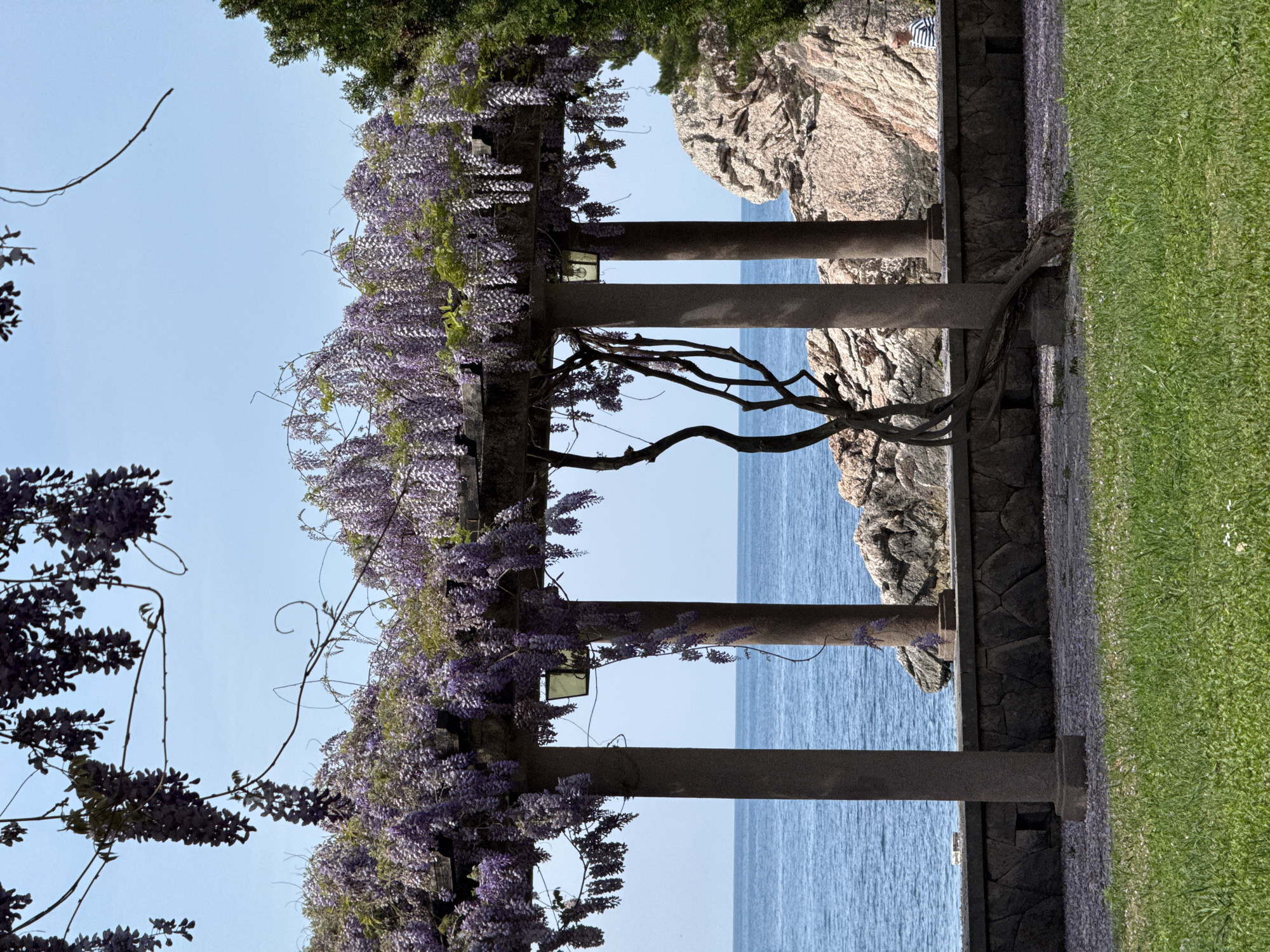 Captured in Sveti Stefan, Montenegro, the image presents a scene of a stone pergola heavily draped with blooming wisteria, its purple flowers cascading downwards. The pergola is constructed with stone columns and beams. Beyond the pergola, the calm, blue sea stretches towards the horizon. A rocky cliff face is partially visible on the right side of the pergola. A patch of green grass is situated along the bottom edge, transitioning to a stone pathway, and then to the pergola's base. A bare-branched tree grows through the structure. The sky is clear and pale blue, suggesting a bright day.
