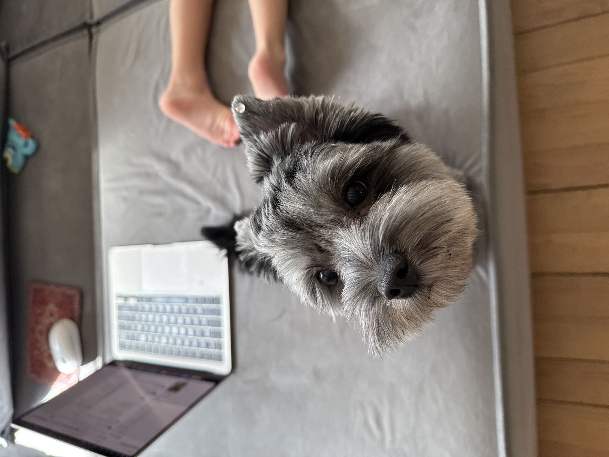 This media file shows a close-up overhead view of a small, gray, scruffy dog looking directly at the camera. The dog has dark eyes and a black nose, and its fur is shaggy around its face. To the left of the dog is an open laptop with a white keyboard and a partially visible screen. A white computer mouse is positioned on a small, patterned mat next to the laptop. In the background, to the left of the dog, are the bare feet and lower legs of a person, lying down. The subjects are on a gray surface that appears to be a bed or a sofa. To the right of the gray surface is a wooden floor or wall, suggesting an indoor setting. The lighting suggests it is daytime. The overall scene appears to be casual and domestic, with the dog potentially interrupting or participating in the person's use of the laptop. There is no visible text. The location context is Chaikovsky, Russia.