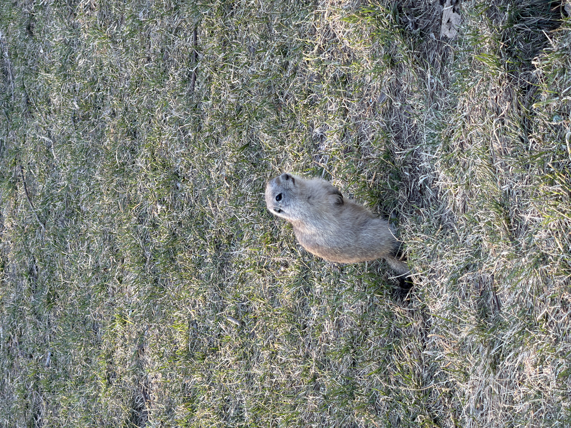 The image, captured in Krasnoyarsk, Russia, presents a high-angle view of a small, light brown-grey furry animal, likely a ground squirrel or gopher. The animal is positioned in the lower right section of the frame, standing or sitting upright on its hind legs. Its dark eyes are visible as it looks intently upwards and to its left, appearing alert and curious, possibly at the camera's perspective.
The scene is set in a grassy outdoor area, with the ground covered by a mix of sparse green and dry, pale, straw-like grass blades. The texture of the grass suggests early spring or late autumn. Direct sunlight illuminates the scene, creating bright highlights on the grass and the animal's fur, indicating a clear, sunny day. The lighting suggests either early morning or late afternoon. There are no other discernible objects or people in the frame, and no visible text. The focus is entirely on the small creature in its natural, open environment.