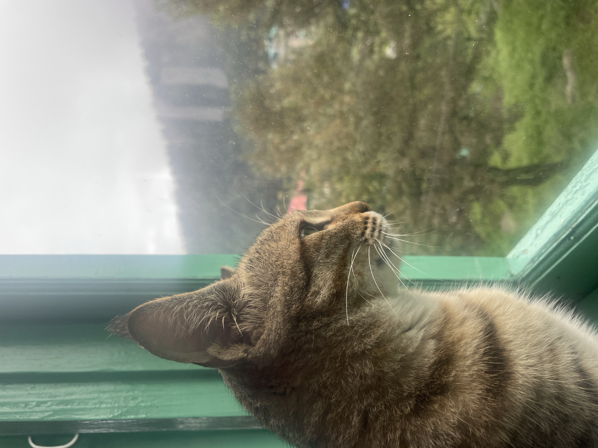 A tabby cat with brown and black stripes is looking out a window in Bhagsu, India. The cat is positioned in the foreground, with its head and a portion of its body visible. Its gaze is directed towards the blurry exterior, which is shrouded in fog or mist. The window frame is painted a vibrant green. Through the glass, a landscape of trees and some distant structures can be faintly discerned, suggesting a hilly or mountainous region. The overall atmosphere is subdued due to the cloudy weather.