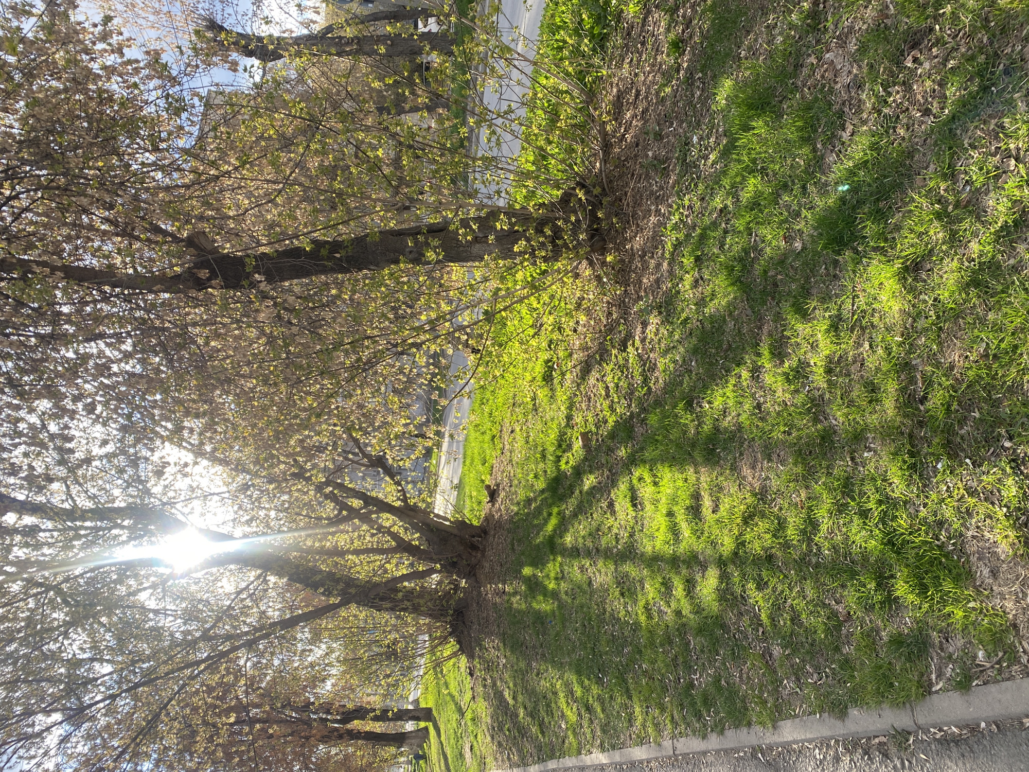 The image displays a vibrant outdoor scene captured in Yekaterinburg, Russia, during what appears to be early spring. The bright sun, positioned to the left of the frame (when viewed upright), creates a strong lens flare and illuminates the scene with intense rays, suggesting either morning or late afternoon.
Several deciduous trees dominate the midground and foreground. Their branches are in the process of budding, covered with a multitude of small, light green leaves, indicative of the season of renewal. The sunlight filters through these nascent leaves, creating a dappled effect and casting distinct, intricate shadows of the tree branches across the grassy ground. The trunks of the trees are dark and textured.
The ground cover consists predominantly of fresh, bright green grass, interspersed with areas of dry, brown leaves or bare earth, reflecting the transition from winter. To the right of the trees, the grassy terrain appears to gently slope. Along the bottom left edge of the image, a concrete curb delineates the edge of the lawn from a paved surface, likely a sidewalk or road, which stretches into the distance.
In the background, visible through the lighter foliage of the trees, a clear, light blue sky can be seen. The upper portion of a multi-story building is also partially visible, suggesting an urban or suburban setting. The overall mood conveyed is one of freshness, growth, and natural beauty under clear, sunny weather. There are no people or specific activities taking place, and no visible text is present in the media file.