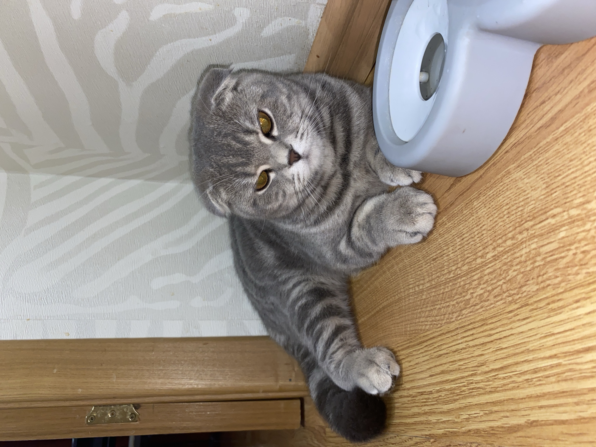 A domestic cat, appearing to be a Scottish Fold breed with characteristic folded ears, is the central subject of this indoor shot. The cat has a striking grey tabby coat with distinct darker stripes and large, round, golden-yellow eyes. It is positioned on a light-colored wooden floor, lying or sitting with its body slightly twisted, and looking directly towards the viewer with an alert and curious expression.
The cat's front paws are visible near a light grey or white pet water fountain, which is partially visible in the upper right portion of the image. The background features a wall covered with light-toned wallpaper, displaying subtle wavy or zebra-like patterns in a slightly darker shade. A wooden baseboard or trim runs along the bottom of the wall, separating it from the wooden floor. A small, brass-colored hinge or latch plate with three visible screws is attached to this wooden trim in the lower left section. The cat's tail, which has a darker tip, is curled on the wooden floor. The overall scene depicts a quiet moment in a home, located in Votkinsk, Russia. There is no visible text in the image.
