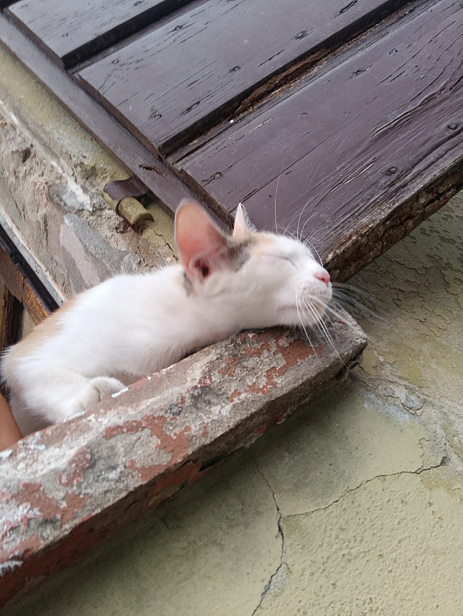 A white cat with tan markings is sleeping on a rough, weathered ledge that appears to be part of a building's exterior in Viadana, Italy. The ledge is made of a reddish-brown material with a chipped and peeling surface, and it rests against a cracked, light green wall. Above the ledge, dark wooden slats, likely part of shutters or a window frame, are visible, also showing signs of age and wear. The cat's body is elongated along the ledge, with its head resting on its paws. Its eyes are closed, and its nose is pink. The overall scene suggests an outdoor, urban setting with elements of decay and neglect.