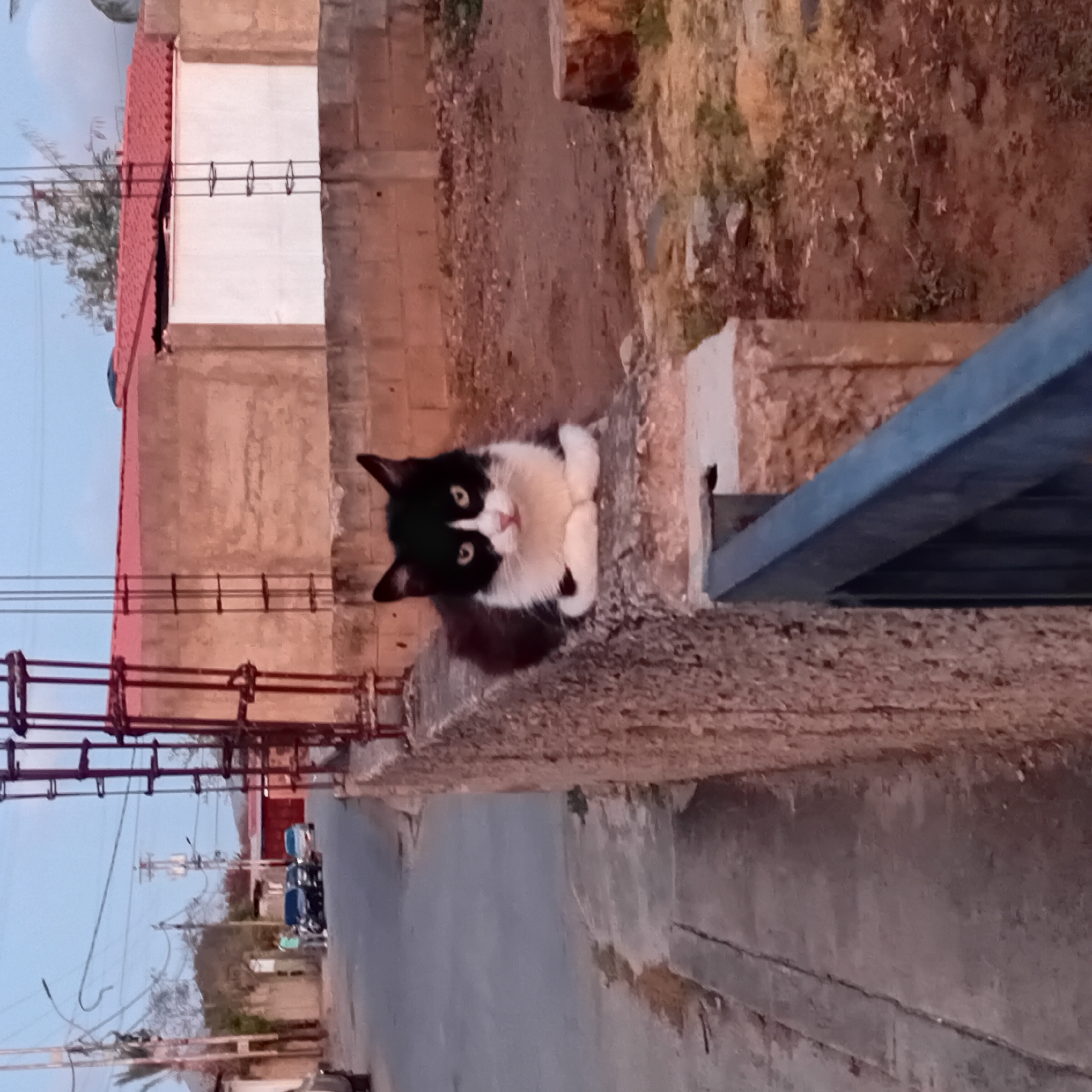 A medium-angle shot shows a black and white cat on a concrete structure. The background features a building with a red roof and white walls, along with a street with parked motorcycles. The image appears to be taken outdoors in an urban setting, likely during the evening or early morning due to the lighting conditions.