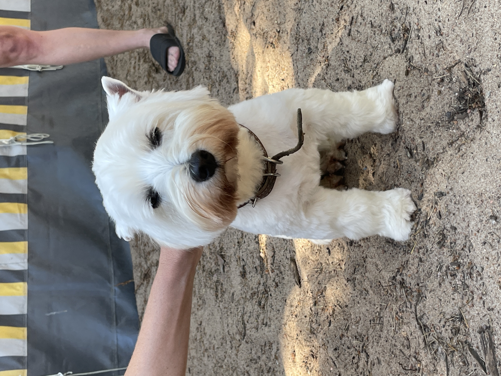 A white West Highland White Terrier dog is sitting on sand in front of a striped yellow and grey tarp. A person's hand is resting on the dog's head, and another person's leg and foot, wearing a black sandal, are visible in the background to the right. The dog is wearing a brown collar with a twig attached. The environment appears to be outdoors in a sandy area, possibly a park or campsite. The scene is observed from a slightly elevated perspective, looking down at the dog.