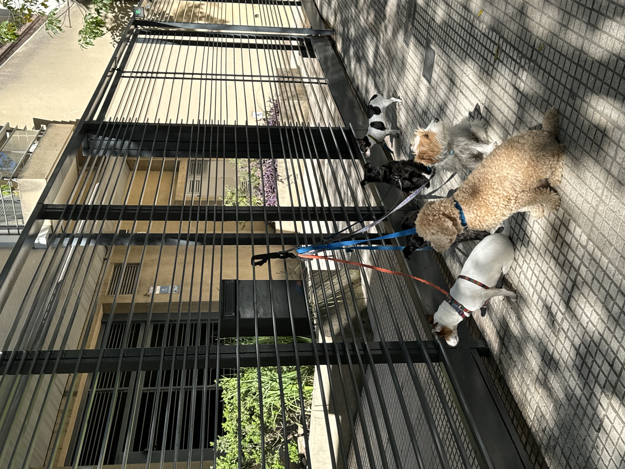A group of five dogs is captured on a sunlit sidewalk in what appears to be Buenos Aires, Argentina, next to a tall, black metal fence. The image is taken from a slightly elevated perspective, looking down at the scene.
The dogs, all on leashes that are somewhat intertwined, are standing on a light-colored sidewalk paved with a distinctive diamond-shaped tile pattern. From left to right (or bottom to top in the rotated image), the dogs include a white and brown terrier mix with a colorful harness, a large curly-haired light brown dog wearing a blue collar, a fluffy white and tan dog, a smaller black fluffy dog, and a black and white spotted terrier mix standing closer to the fence. The dogs appear calm, some looking forward, others looking around.
Behind the metal fence, a light-colored building with multiple windows and dark window frames is visible. Some windows have vertical bars. Green foliage from trees and bushes can be seen both above and behind the fence, indicating a courtyard or garden area on the other side. Strong, distinct shadows are cast across the sidewalk from the fence and the dogs, suggesting a sunny day, likely during the morning or late afternoon.
No legible text is visible in the image.
