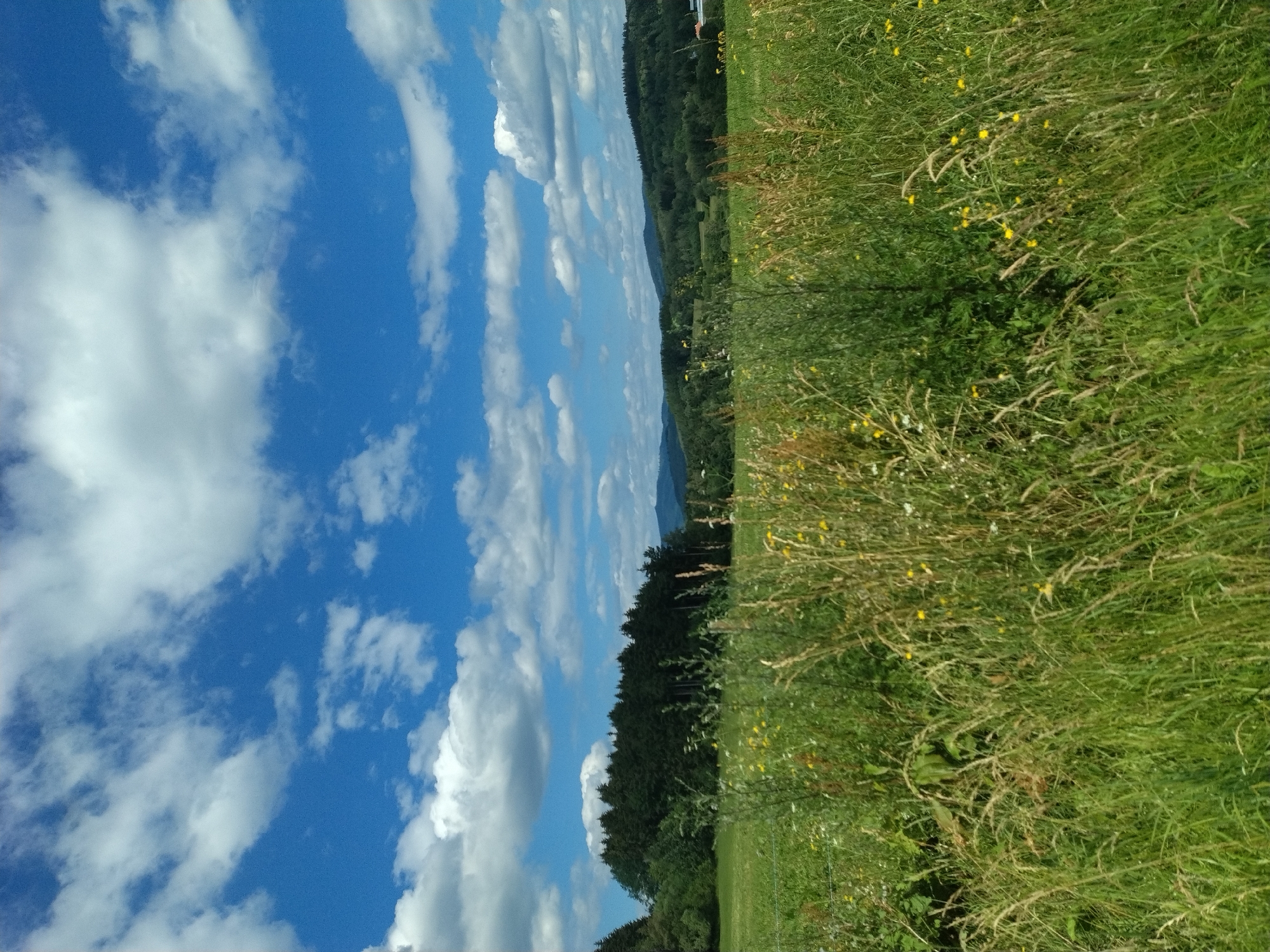 The image depicts a pastoral landscape under a partly cloudy blue sky. In the foreground, tall grasses and wildflowers, some with yellow petals, dominate the scene, creating a sense of lushness and untamed nature. A thin wire fence is partially visible on the left side of the frame. Beyond the meadow, a dense line of dark green coniferous trees forms a distinct treeline. Further in the distance, rolling hills covered in more trees and vegetation recede into the horizon, with a hint of a mountain range visible in the far distance. The overall impression is one of a serene, rural environment, likely situated in the Czech Republic, given the specific mention of Květušín. There are no people or specific structures that identify it as within the city limits of Květušín, but it represents a typical rural scene found in such regions.