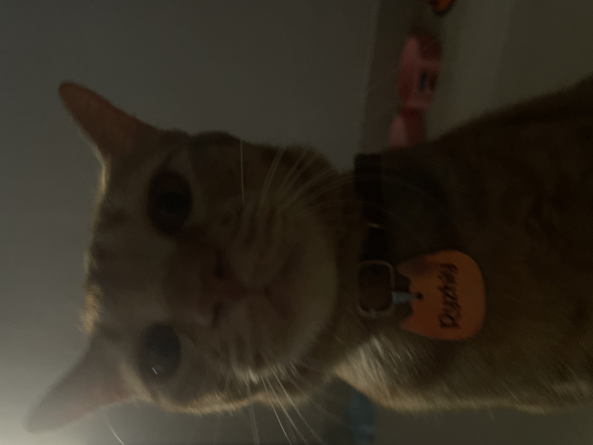A close-up, low-angle view of an orange tabby cat with a black collar and an orange tag that reads "Duchess." A pink My Little Pony figurine is visible in the blurry background. The lighting is dim. There is no indication of the city of Denpasar, Indonesia.