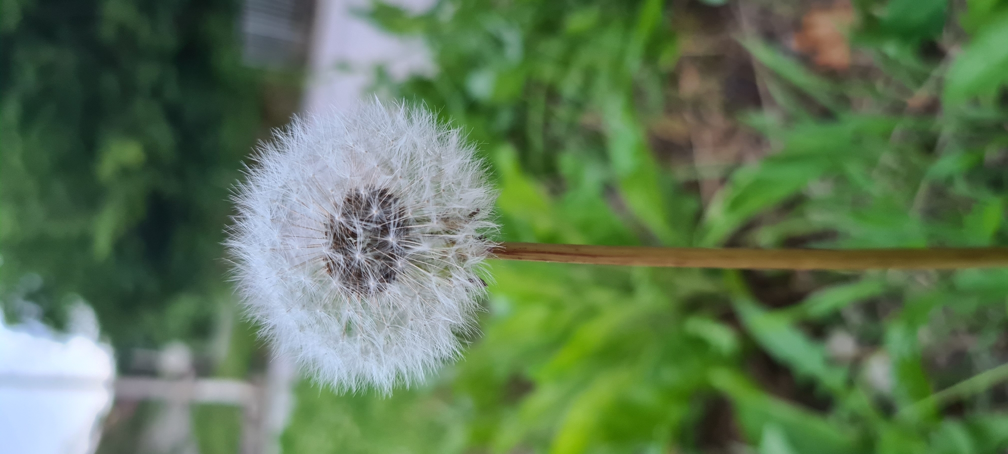 A single, mature dandelion seed head (pappus), predominantly white and spherical, stands centrally in the frame, supported by a slender, light brown stem extending vertically downwards. The seed head features a distinct dark brown, almost black, central core. The immediate and distant backgrounds are rendered with significant bokeh, presenting as soft, out-of-focus blurs of various shades of green foliage, suggestive of grass and trees. A faint, light-colored vertical element is barely discernible in the upper left background, possibly a distant structure or pole, against a lighter, desaturated sky or background. No individuals, animals, or specific actions are depicted. The scene is an outdoor, natural environment in the city of Lopian, Bulgaria, under diffused natural light.