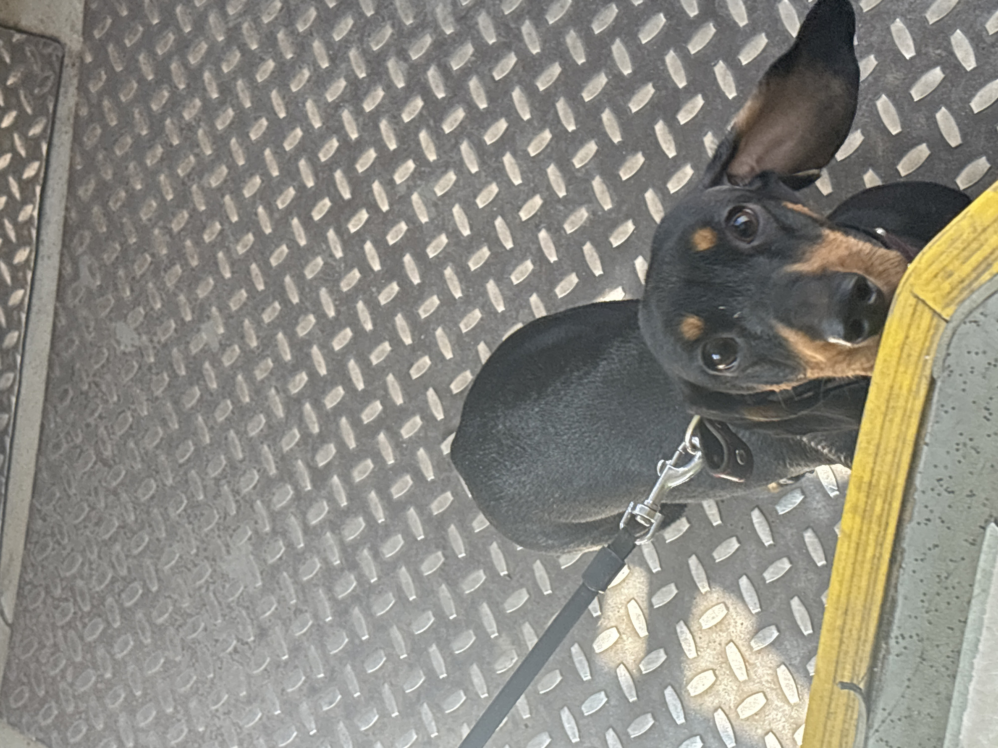 A black and tan dachshund is on a textured metal surface, possibly a ramp or walkway, with a yellow stripe in the foreground. The dog is looking directly at the camera with its ears partially extended. A leash is attached to the dog's collar. The environment appears to be outdoors or in a covered public space with a diamond-plate metal floor. There is no indication of the city of Novosibirsk, Russia, or any specific location.