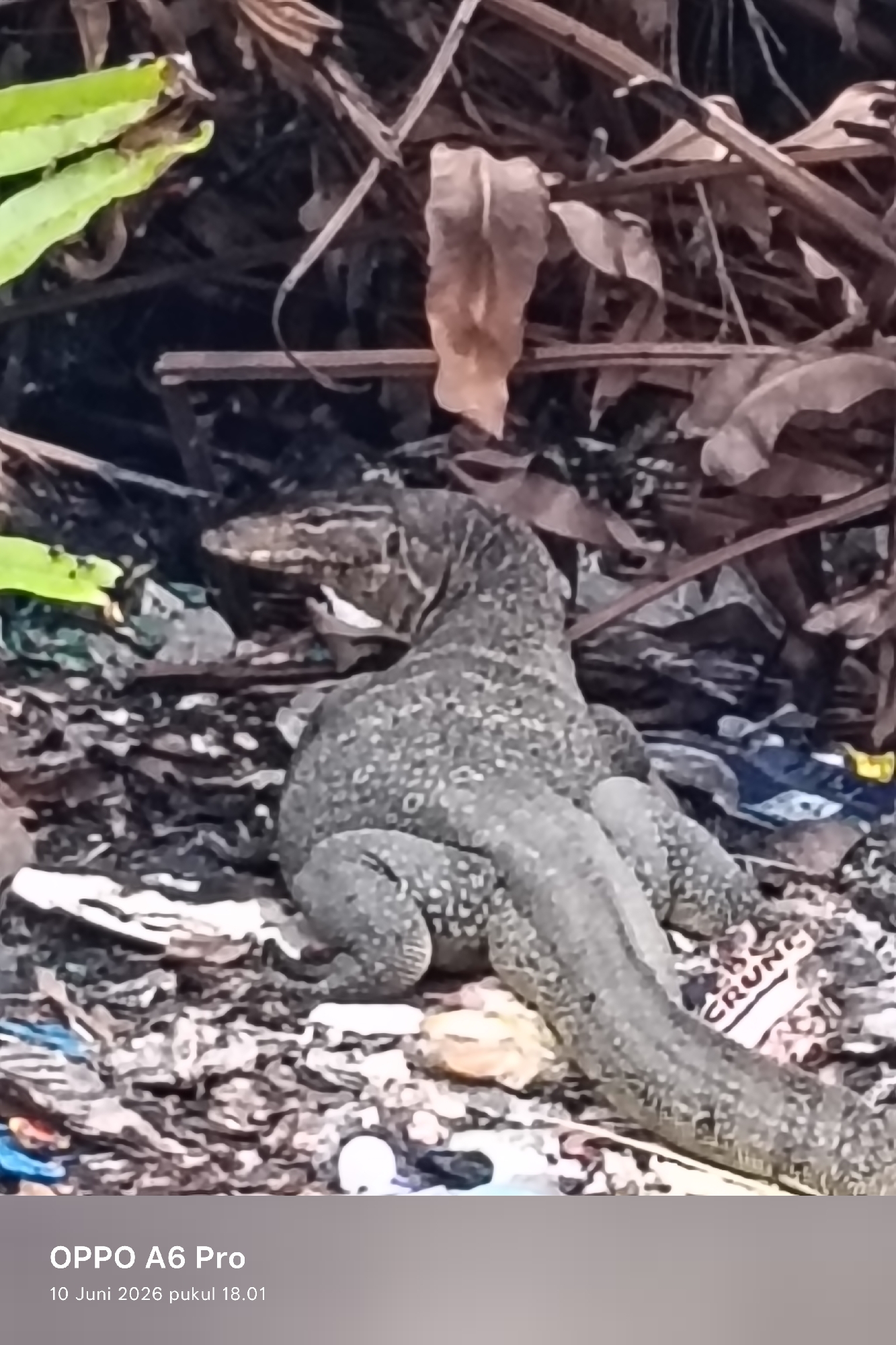 A grey and black monitor lizard is resting on a pile of debris. The lizard's body is speckled with lighter grey spots. Its head is turned to the left, and its mouth is slightly open. The debris consists of a mix of dried leaves, twigs, and what appears to be discarded plastic. In the background, there are more dried leaves and branches, suggesting an outdoor environment. The bottom of the image shows a watermark that reads "OPPO A6 Pro 10 Juni 2026 pukul 18.01". While the exact location within Lhokseumawe, Indonesia, is not specified, the presence of debris suggests an area that might be neglected or prone to littering, possibly a roadside, park, or undeveloped area. There are no people visible in the image.