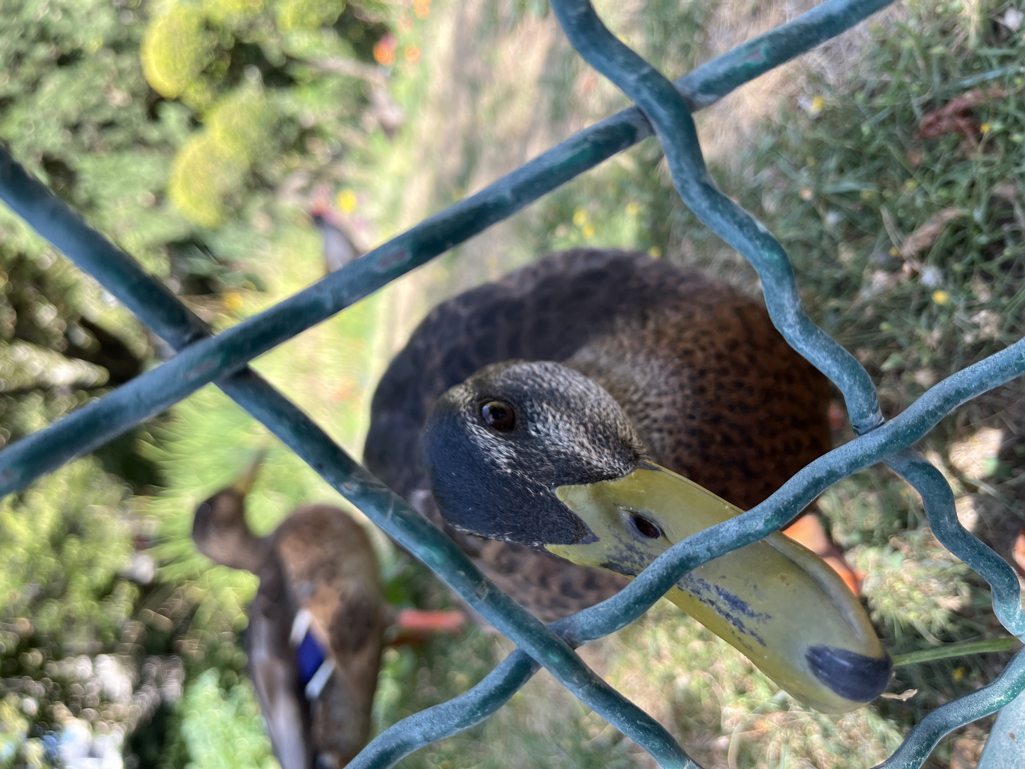 The image captures a close-up view of a duck through a green metal fence. The duck, a female mallard, is in focus, its head and beak filling the foreground. Its dark feathers are speckled with lighter brown and white, and its eye is dark brown. The duck's beak is a mottled green-yellow with a black tip. In the background, another duck, also a mallard, is visible, showing its characteristic blue and white wing patch. The environment appears to be a grassy area with some out-of-focus greenery and small yellow flowers. The image was taken in Paris, France.