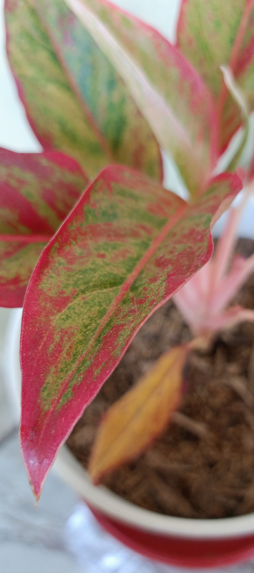 A close-up, vertical, shallow depth of field photograph shows the vibrant leaves of a potted plant, likely an Aglaonema 'Siam Aurora' variety, due to its striking red and green variegated foliage. The prominent leaf in the foreground is edged with a deep rose-red color that transitions into splotches of emerald green across its surface. The leaf is slightly curved, revealing a delicate texture and subtle veins. In the background, other leaves exhibit similar coloration, with hints of lighter green and pink. A single, dried, yellow-orange leaf lies at an angle on the soil, contrasting with the fresh growth. The plant is situated in a white pot with a red rim, filled with dark, granular soil. The background is softly blurred, suggesting an indoor setting with a pale wall and hints of a light-colored surface, possibly a table or shelf, at the bottom left. The scene does not contain any people or identifiable landmarks, making it impossible to ascertain its specific location within Pasi Rawa, Indonesia, or any other city.