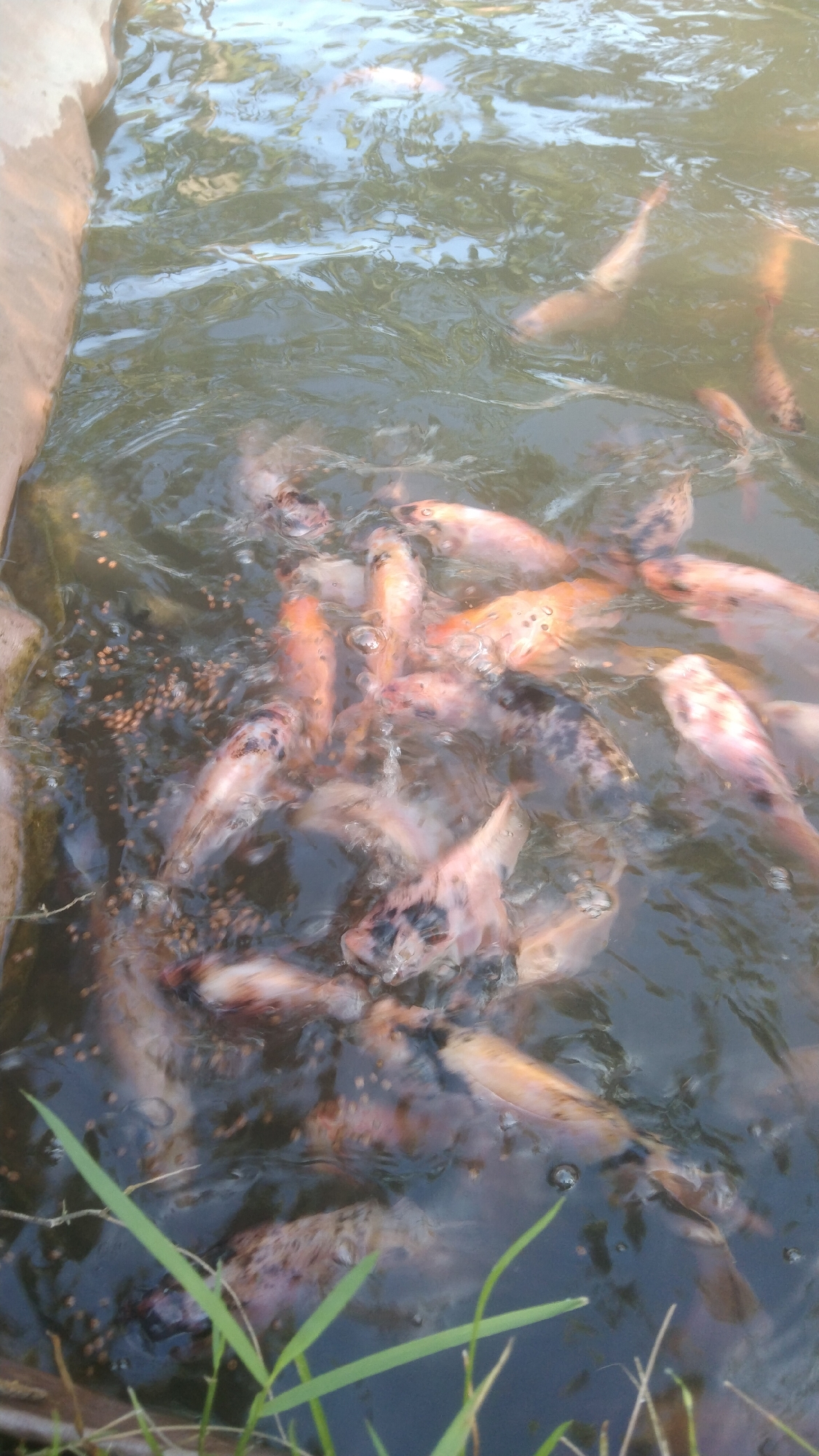 In a shallow, murky body of water, likely a pond or fish farm, a school of several small to medium-sized fish, predominantly reddish-pink and speckled with darker markings, are actively feeding on small, granular food pellets scattered on the surface and sinking into the water. The fish are densely packed, their bodies overlapping and creating ripples and disturbances on the water's surface. The environment appears to be outdoors, with reflections of the sky and possibly foliage visible on the water. To the left, a beige, textured edge, possibly a concrete or wooden wall, borders the water. Blades of green grass are visible in the foreground, suggesting the location is near the edge of the water in a natural or semi-natural setting. The image captures a dynamic moment of feeding activity. This scene is located in Argomulyo, Indonesia.