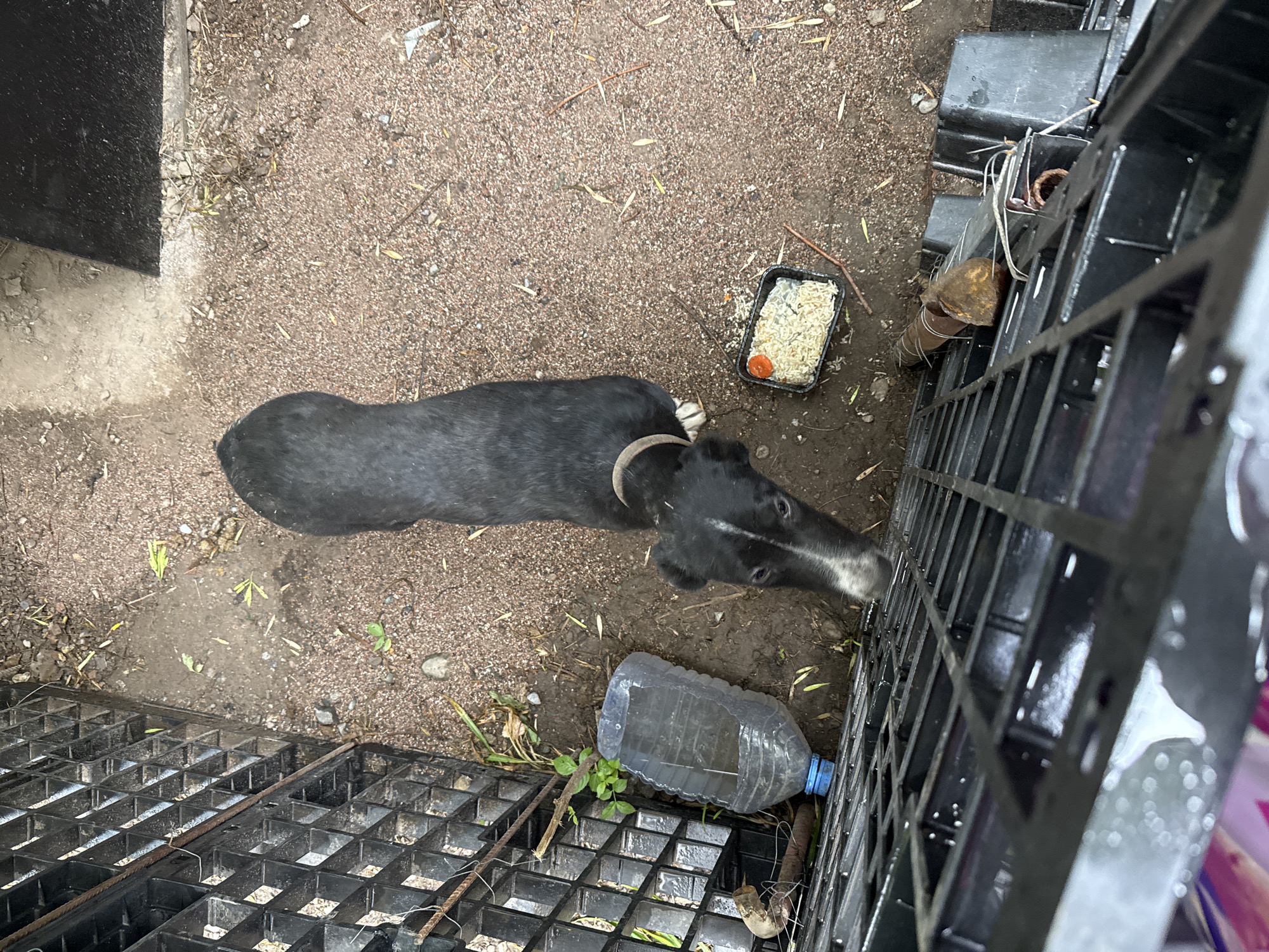 An overhead shot shows a black and white dog standing on a dirt and gravel surface. The dog is facing left and appears to be looking at a black plastic container filled with rice and a slice of orange. To the left of the container, a clear plastic water bottle with a blue cap is lying on its side. The dog is wearing a light-colored collar. A black metal grate runs along the left and bottom edges of the frame. The environment appears to be an outdoor area, possibly a yard or enclosure, with some dry grass and twigs scattered on the ground. The scene is not identifiable as being in Almaty, Kazakhstan.