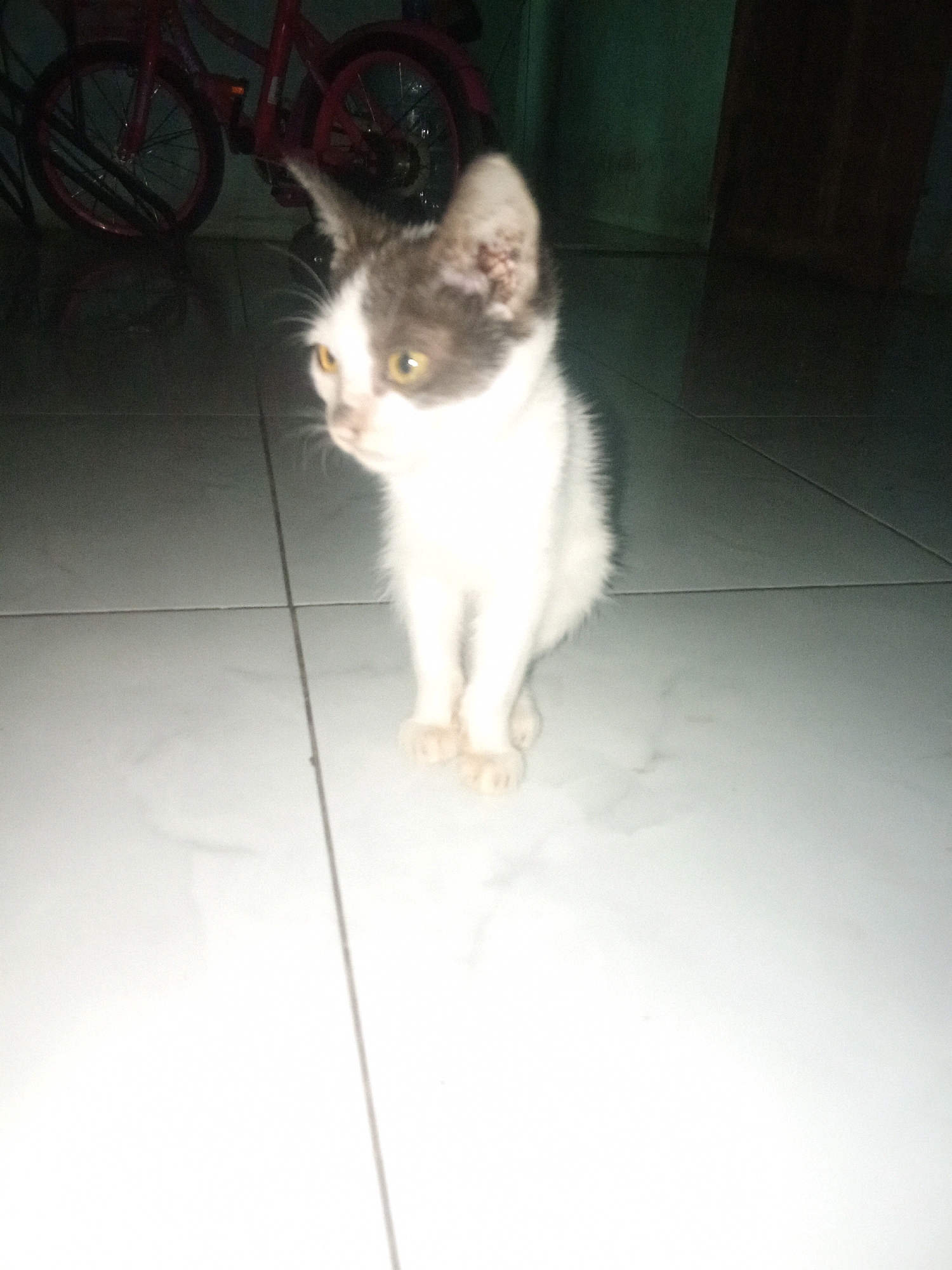 In the city of Cempaka, Indonesia, a black and white kitten stands on a light gray tiled floor. The kitten is positioned in the center of the frame, facing slightly to the left, with its body angled forward. Its fur is primarily white with black markings on its head and ears. The kitten has yellow eyes and appears alert. In the background, a portion of a red bicycle is visible, with its wheels and frame suggesting it is parked. The environment appears to be indoors, with a dark wall and floor in the background. The lighting is dim, casting shadows and highlighting the white fur of the kitten. The scene is captured from a low angle, focusing on the kitten.