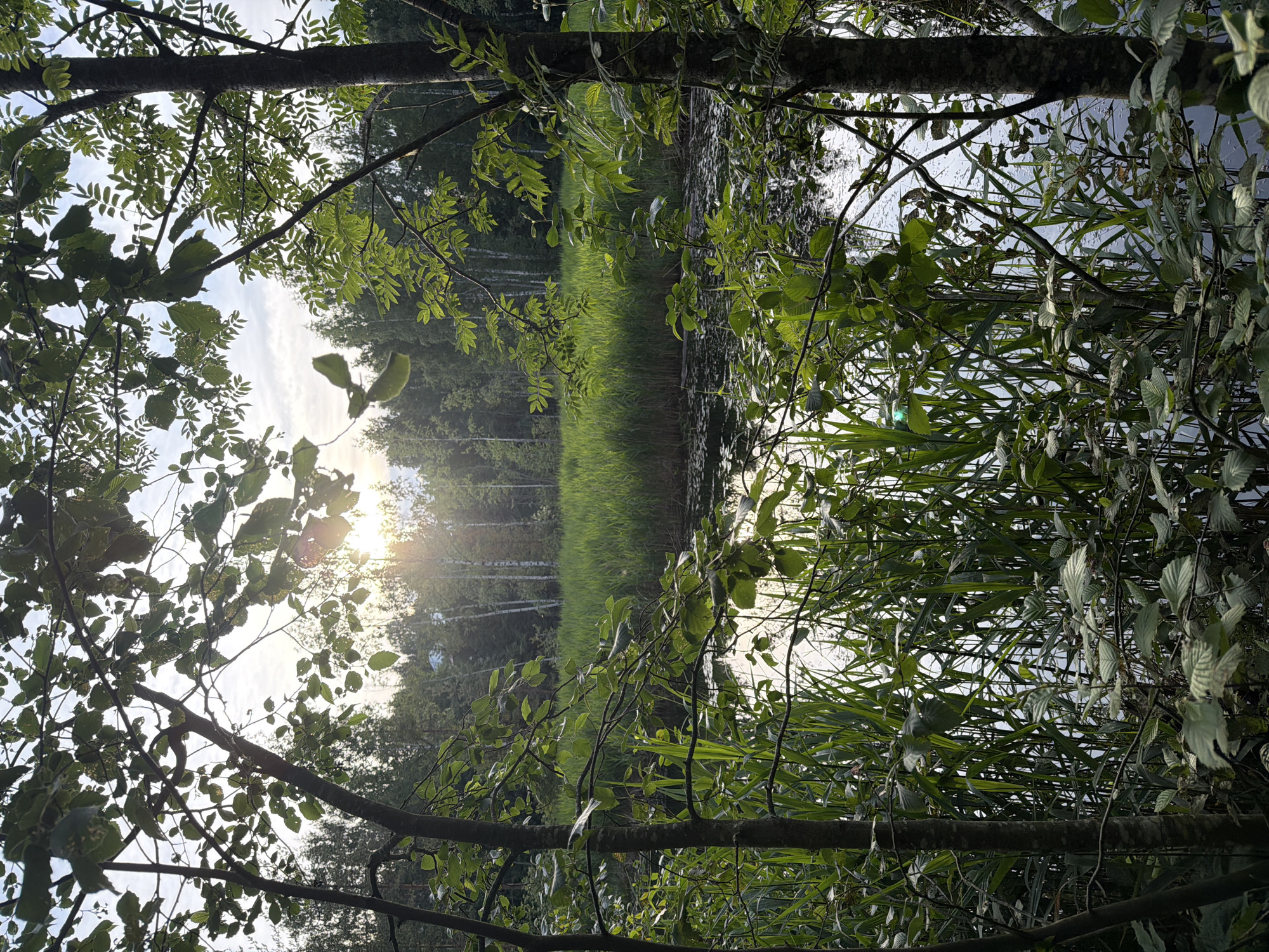 A serene natural landscape is depicted in Orekhovo, Russia, bathed in the soft glow of the setting sun. The scene is dominated by a tranquil body of water, its surface gently rippled and reflecting the sky. Tall reeds and lush green grasses fringe the water's edge, creating a dense border. In the background, a dense forest of trees, interspersed with slender white birch trunks, stretches towards the horizon. The sun, a bright orb with visible rays, is positioned in the upper left quadrant of the sky, casting a warm light through the branches of the trees in the foreground. The foreground is framed by the dark silhouettes of tree trunks and branches, adorned with abundant green leaves, some catching the sunlight and appearing illuminated. The overall impression is one of peaceful, unspoiled nature.