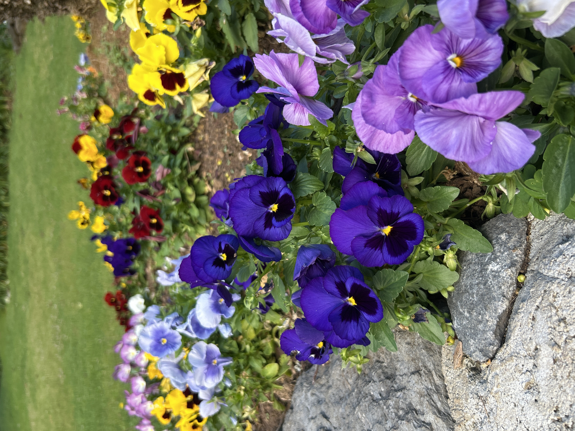 A close-up, slightly angled shot shows a vibrant arrangement of pansies in various colors, growing alongside a rock border. The flowers display a range of hues including yellow, red, purple, blue, and violet. The pansies are positioned near a rock. In the background, a green lawn stretches into the distance. The image may have been taken in the city of Câmara de Lobos, Portugal.