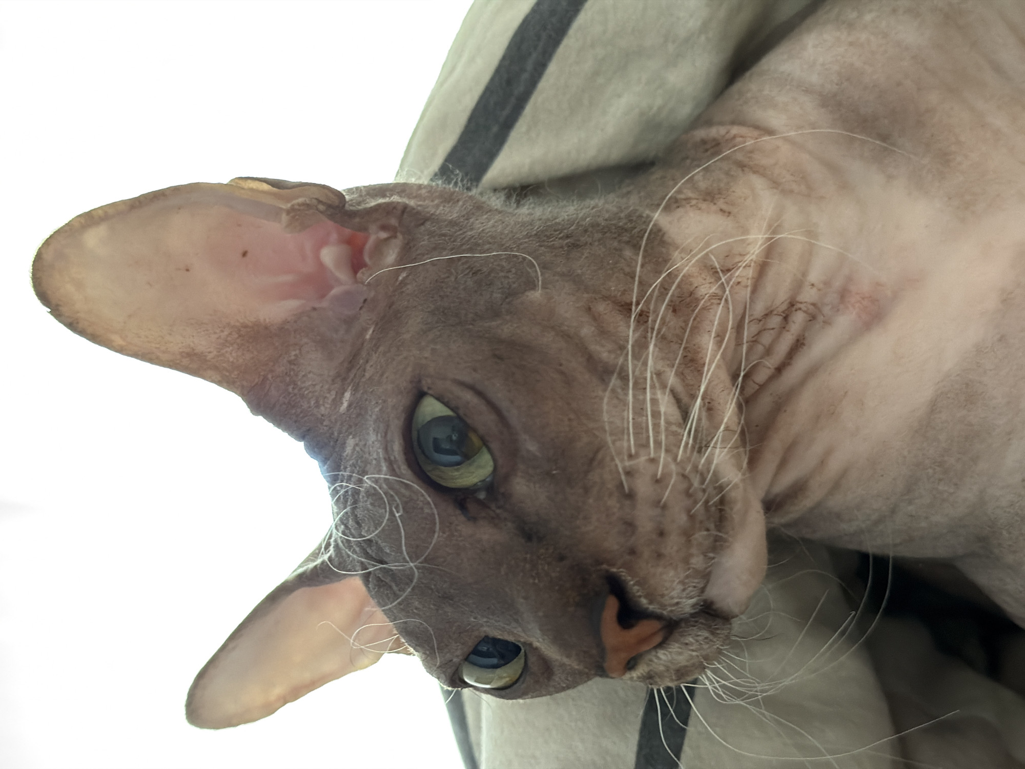 The image is a close-up, eye-level, portrait of a hairless cat, likely a Sphynx breed, lying down, possibly on a bed or sofa, as suggested by a striped fabric partially visible behind and around its head. The cat is facing left in profile, with its head turned slightly towards the camera. Its large, almond-shaped eyes are a striking green and appear to be looking intently at something off-camera. The cat's skin is a light greyish-pink color, with visible wrinkles and some darker markings, particularly around the eyes and ears. A few wispy white whiskers fan out from its muzzle. The background is mostly blown out and white, suggesting a bright light source from above or behind the subject, possibly a window. The image contains no recognizable landmarks or elements that would allow for identification of its location within the city of Izhevsk, Russia. There are no people present in the image.
