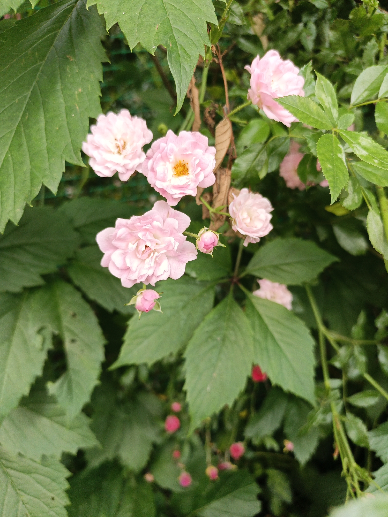 The image shows a close-up of a cluster of small, pale pink roses interspersed with lush green leaves. Some of the roses are in full bloom, revealing delicate, ruffled petals and, in one instance, a hint of yellow in the center. Other roses are in bud stage, with a single, tightly closed pink bud visible near the bottom. The background is a blur of more green foliage, suggesting a garden or natural setting. There are also small, out-of-focus red berries visible in the lower part of the image. No people or specific city landmarks are identifiable. The overall impression is one of natural beauty and delicate floral growth.