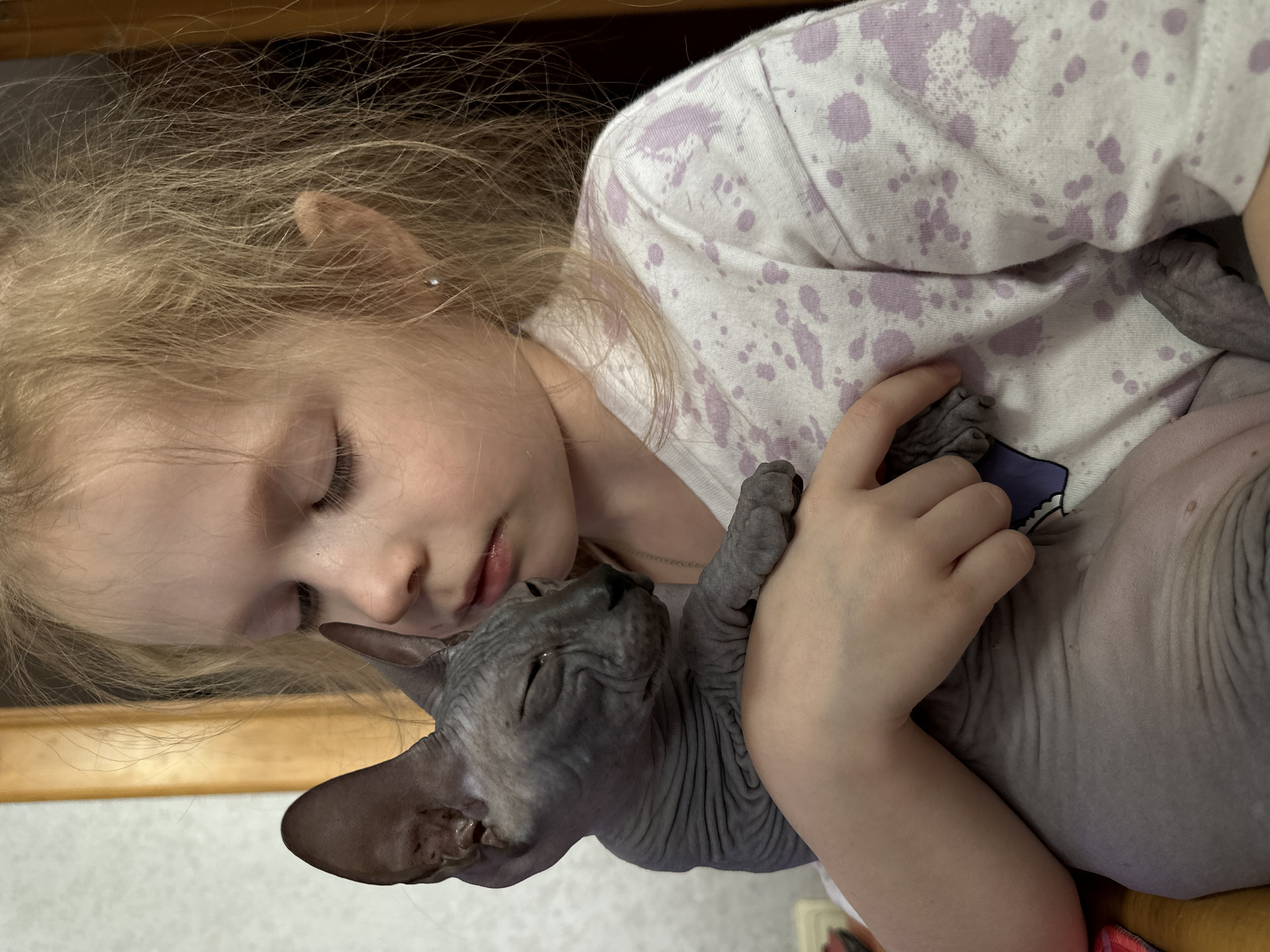 An intimate, rotated close-up photograph captures a tender moment between a young child and a Sphynx cat. The child, likely a girl, has blonde, slightly tousled hair and fair skin. Her eyes are partially closed or looking downwards, and a small silver stud earring is visible on her left ear. She is wearing a light-colored t-shirt with an irregular purple splatter pattern.
The child is seen embracing or cuddling a dark grey Sphynx cat, which is a hairless breed with prominent skin folds. The cat's eyes are closed, suggesting it is resting comfortably or sleeping. One of the child's hands is gently holding the cat's front paws, reinforcing the affectionate interaction. The subjects' faces are close, conveying a sense of peace, comfort, and mutual affection.
The setting is indoors, with a warm-toned wooden surface visible in the background, possibly part of a bed frame or furniture, and a lighter-colored wall or bedding. The lighting is soft and ambient, characteristic of an indoor environment. The scene takes place in what appears to be a home in Chaikovsky, Russia. There is no visible text within the image, and no specific time of day or weather conditions can be discerned. The overall emotion conveyed is one of quiet companionship and warmth.