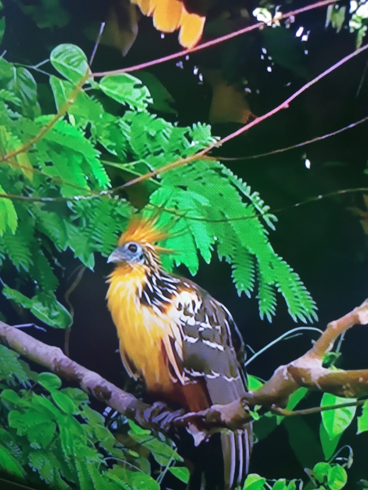 A medium shot captures a colorful bird perched on a branch amidst lush green foliage. The bird has a striking appearance with a bright yellow chest and an orange crest of feathers that stands up from its head. Its wings and back are a mix of dark brown and white patterns, and its head is a pale gray with dark eyes and a pointed beak. The surrounding leaves are a vibrant green, creating a dense, natural setting. The lighting suggests it could be daytime, with dappled light filtering through the leaves. The background is dark and somewhat blurred, focusing attention on the bird and its immediate environment. There is no visible text in the image.