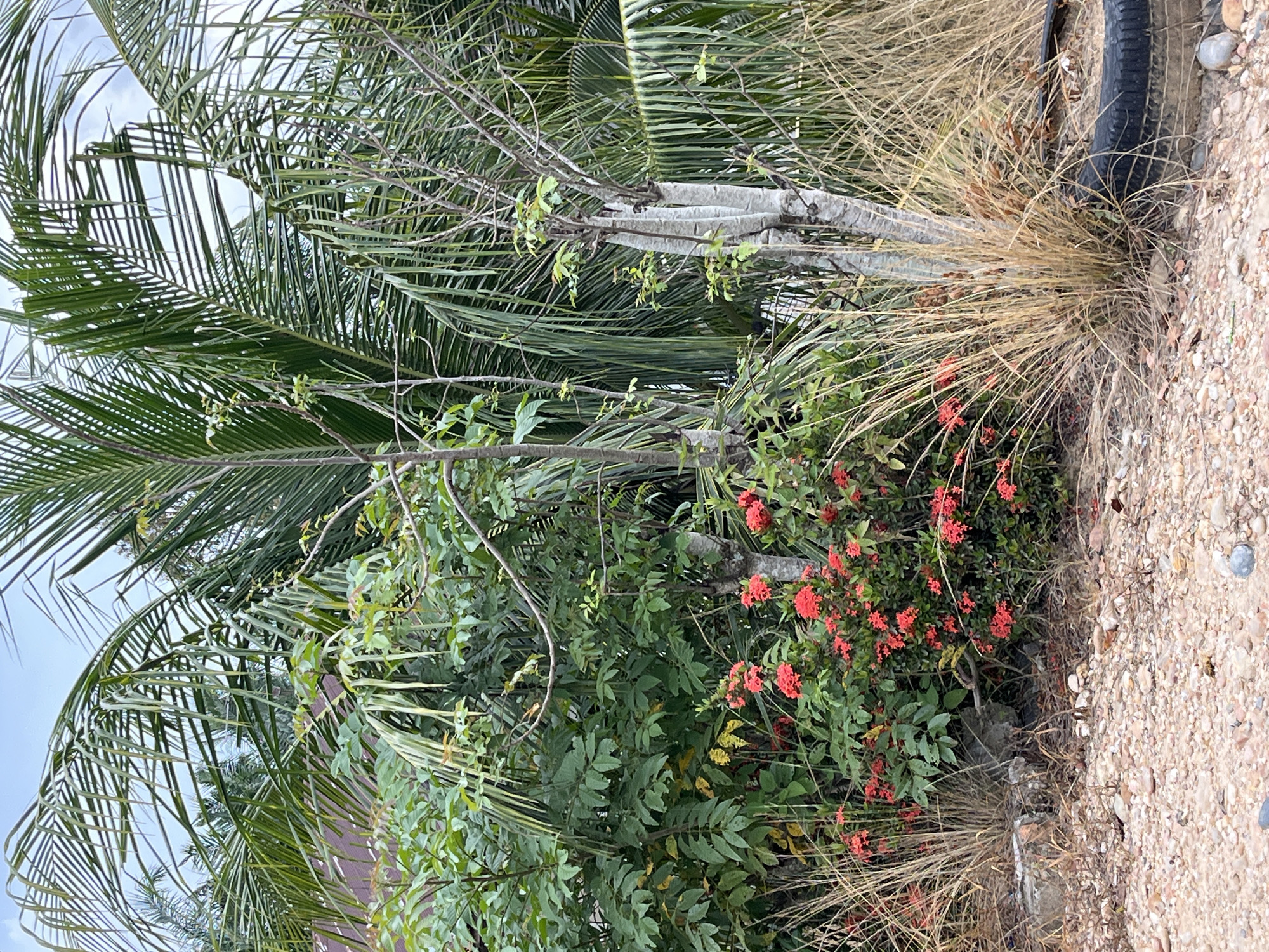 This image depicts a dense tropical vegetation scene with palm trees, leafy bushes, and red flowers. The ground is covered in small stones and gravel. In the background, a portion of a building with a reddish-brown roof is visible. The scene is characterized by a lush, green environment with dry, tall grasses interspersed among the plants. A black tire lies partially buried in the ground on the right side of the image. The sky is overcast. The image appears to be taken in a somewhat unkempt or naturalized area, possibly on the outskirts of a residential area in Sukaramai Dua, Indonesia. There are no people or animals visible in the frame.