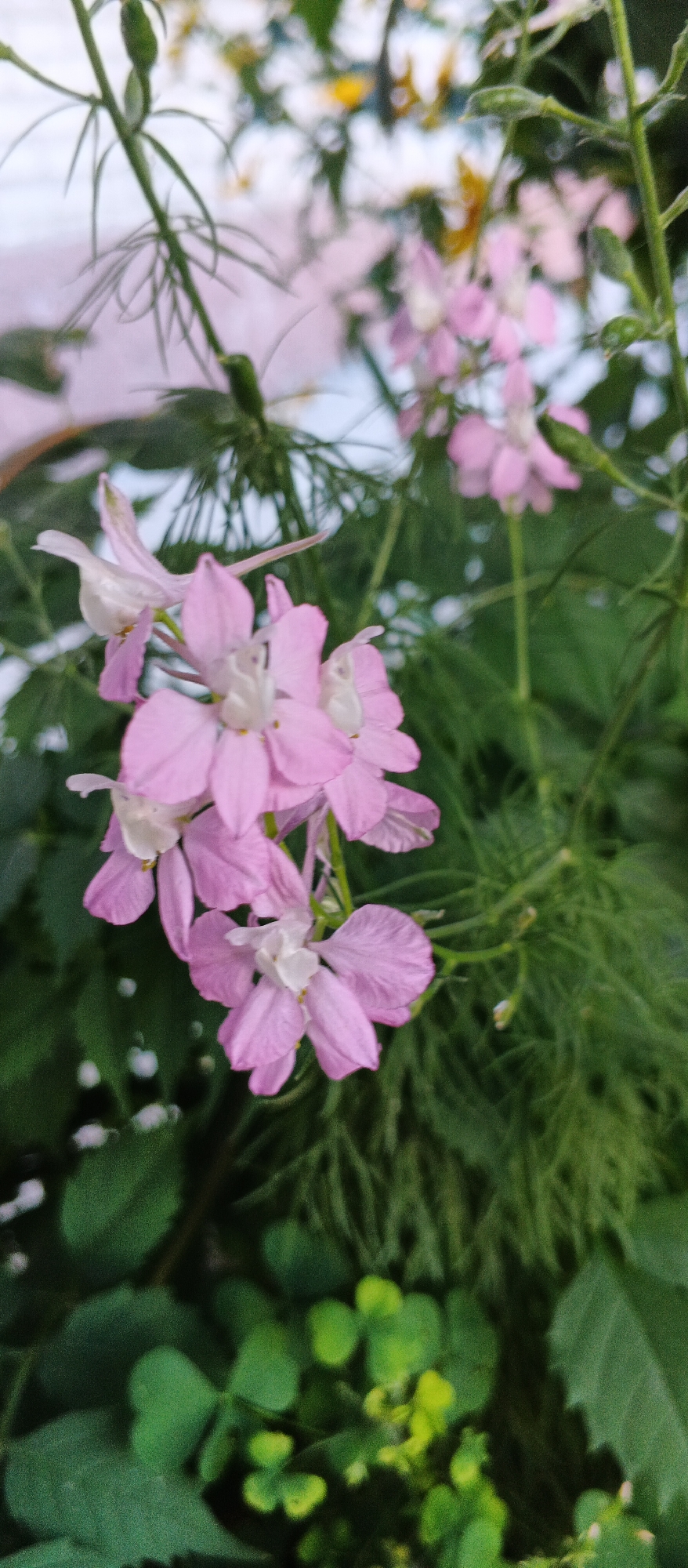 The image shows a close-up of delicate, light pink flowers with white centers. The flowers are clustered on thin green stems, surrounded by lush green foliage. The background is blurred, suggesting a shallow depth of field. The overall impression is one of natural beauty and tranquility. There is no indication of the city of Smila, Ukraine, or any people in the image.