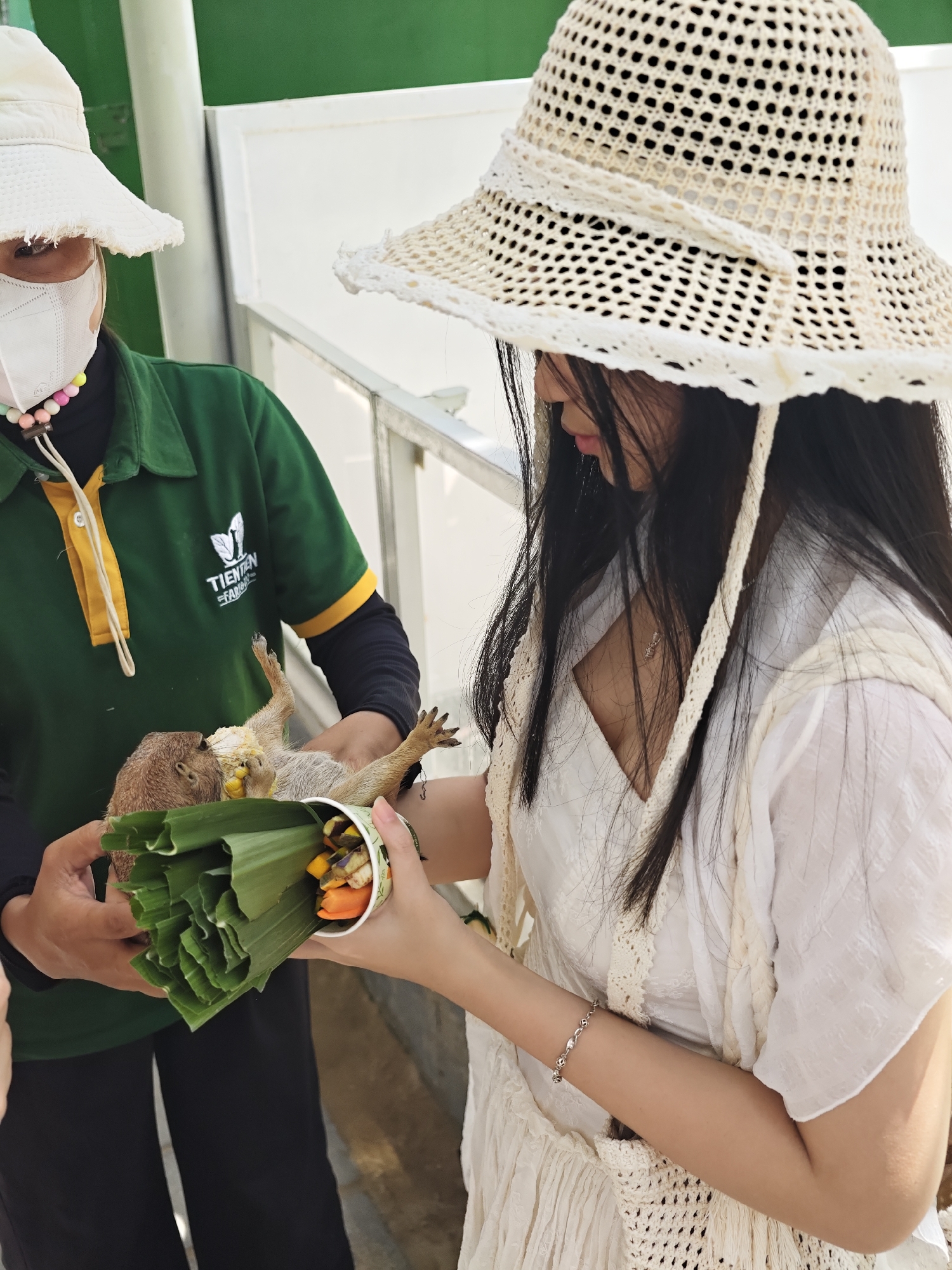 In Phước Hải, Vietnam, two individuals are shown in an outdoor environment, likely a zoo or animal sanctuary. On the left, a person wearing a green uniform, a white bucket hat, and a white face mask is holding a prairie dog wrapped in banana leaves. The uniform has a yellow collar and a logo with text that reads "TIÊN TIÊN FARM." The prairie dog appears to be eating some corn. On the right, a woman in a white sun hat and a white dress is holding a paper cup filled with chopped vegetables, including carrots and possibly sweet potatoes. She is reaching out towards the prairie dog, and the two individuals appear to be interacting, potentially feeding the animal. The background includes a green wall and a white structure, suggesting an enclosed area.
