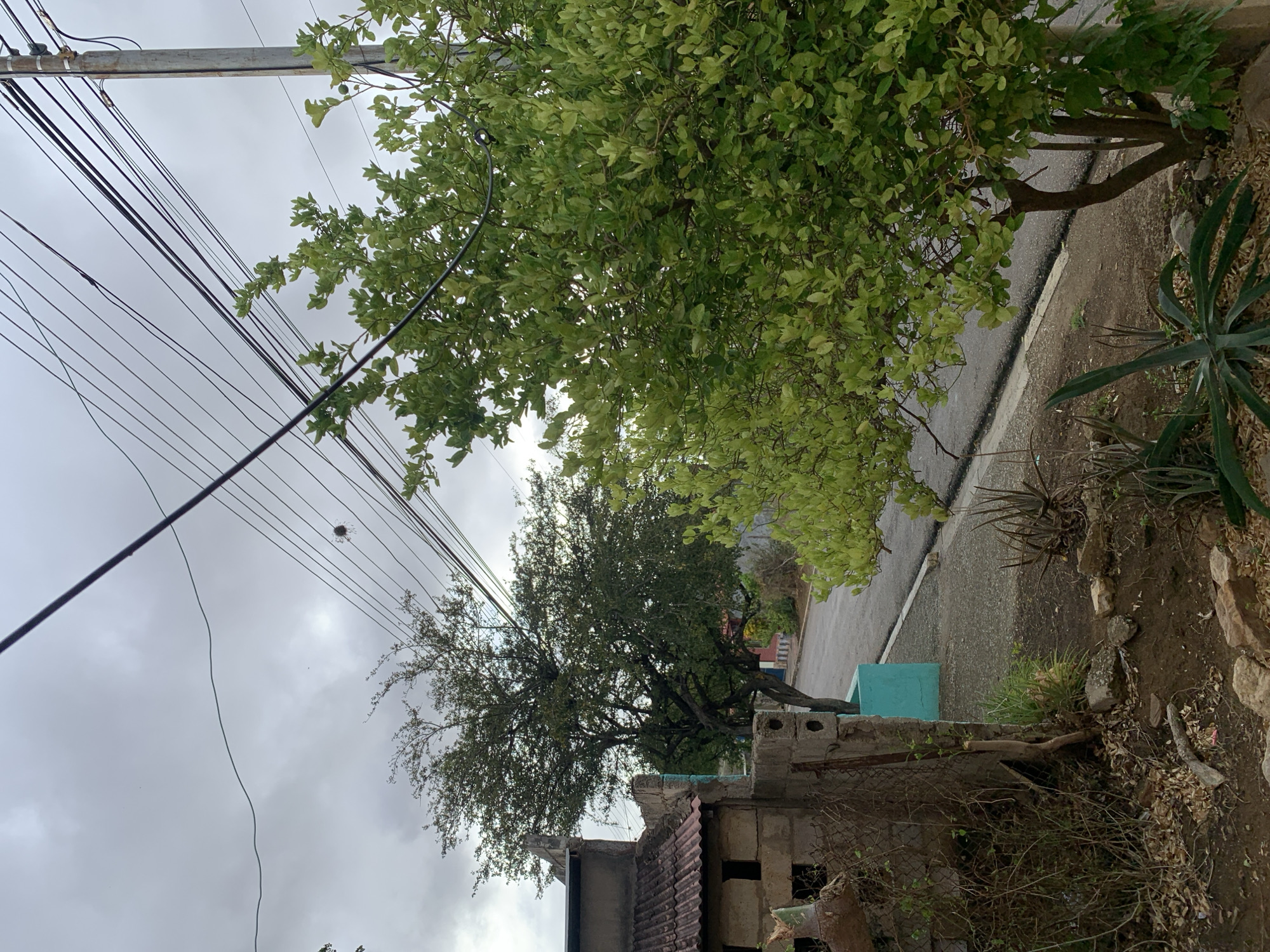 The image depicts an outdoor street or pathway scene in La Tagua, Venezuela, under an overcast sky. The overall light suggests a cloudy day with no direct sunlight.
Numerous dark utility lines stretch diagonally across the upper left and central portions of the frame, originating from a utility pole or crossbar visible at the top edge on the left. A small, dark, spiky, spherical object appears to be caught on one of these lines in the upper left quadrant.
Dominating the upper right area is a large tree with abundant, light green foliage, its branches extending towards the center of the image. Below and to the right of this tree, a paved road with a lighter-colored curb runs vertically along the right side of the frame. The road surface appears damp, indicating recent rain.
Further down the road and positioned towards the center-left, another, larger tree with darker, somewhat sparser foliage and a gnarled trunk is visible, partially obscured by other elements.
Along the right edge of the image, beside the road, the ground is composed of dirt, dry leaves, and various plants, including several agave-like succulents and scrubby vegetation. In the mid-right, a low, light blue concrete or painted block structure is situated. Towards the bottom of the frame, parts of a building with visible concrete block walls and a reddish corrugated roof can be seen, along with sections of a chain-link fence.
The sky is uniformly grey and cloudy throughout the visible area. No people or specific activities are depicted in the static scene. There is no visible text.