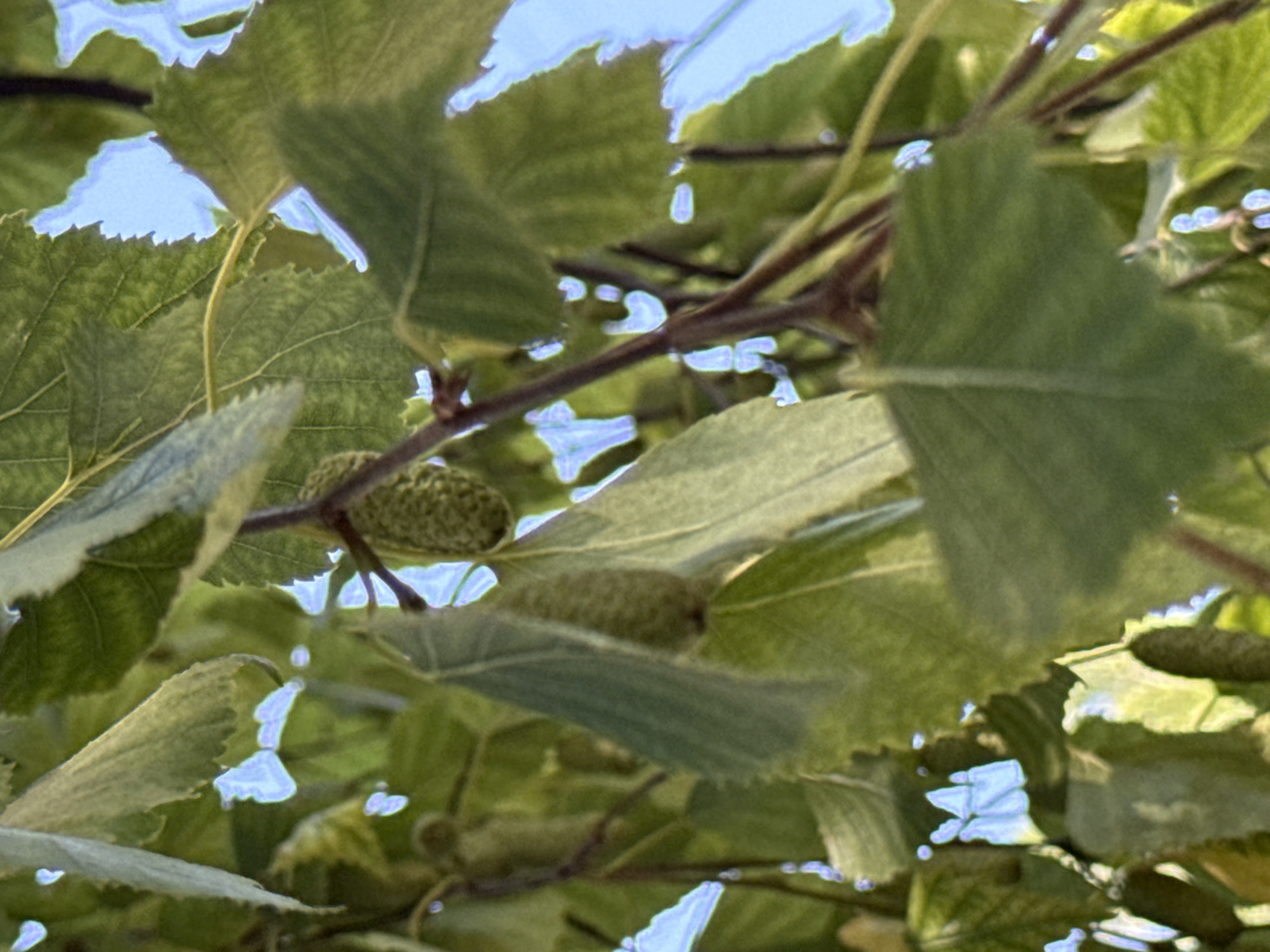 The image shows a close-up view of birch catkins and leaves against a bright blue sky. The catkins, which are elongated and cone-shaped, are green and textured, hanging from thin branches. The leaves are large, serrated, and a vibrant green, with visible veins. Some leaves appear lighter green or yellowish, suggesting they might be younger or catching more sunlight. The background is out of focus, but the bright blue indicates an open sky. The lighting suggests it is daytime, likely during the warmer months when birch trees are in full leaf. The image does not depict any people, actions, or interactions. There are no identifiable landmarks or context to pinpoint a specific location within the city of Dnipro, Ukraine.