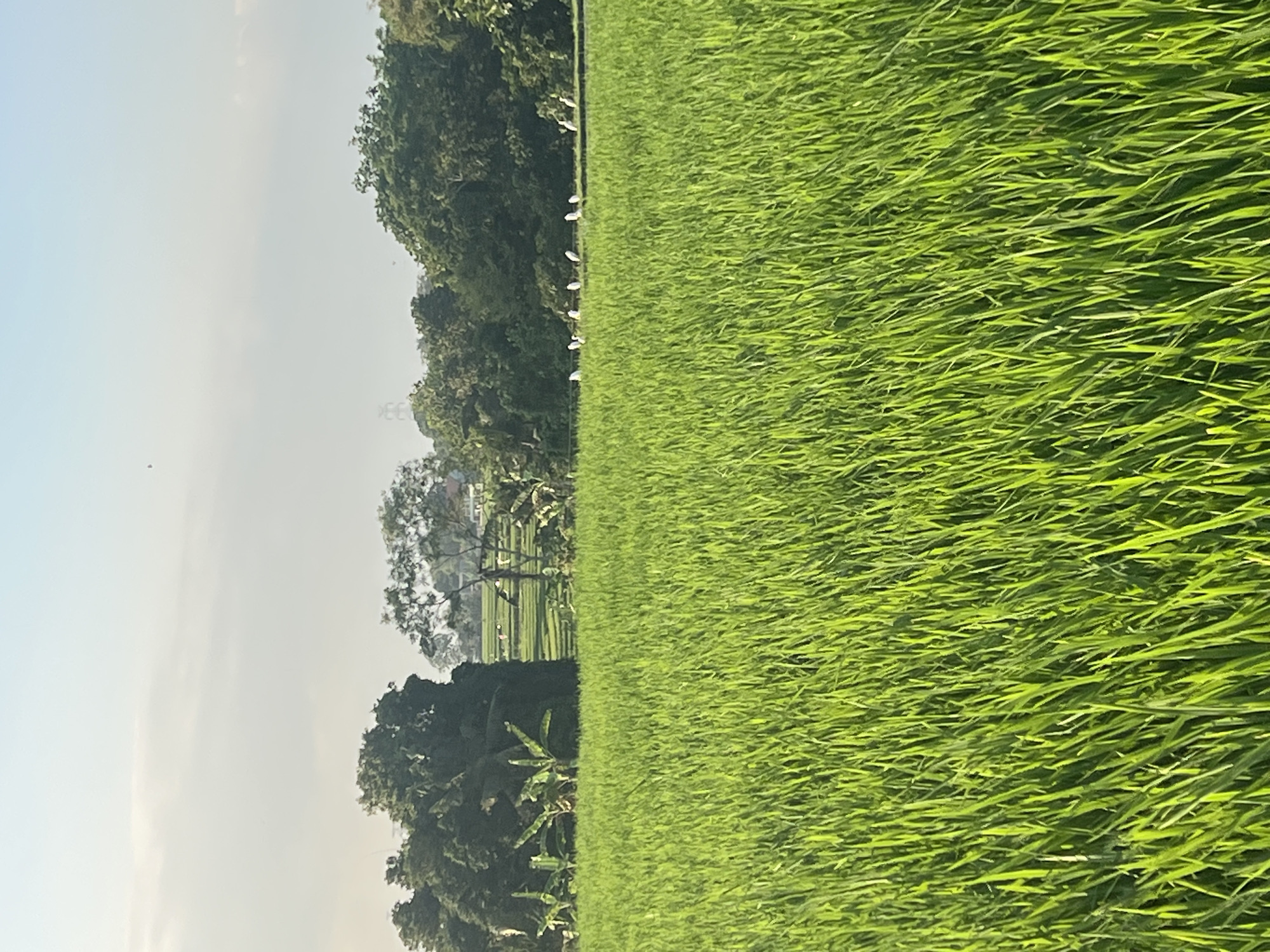 The image depicts a lush, green rice field in the city of Kediri, Indonesia. The field occupies the foreground and stretches towards a line of trees in the background. Several white birds, likely egrets, are scattered across the distant edge of the rice field, some standing and others in flight. The sky above is a pale blue with wispy clouds. The overall scene is one of natural tranquility, characteristic of rural agricultural landscapes.
