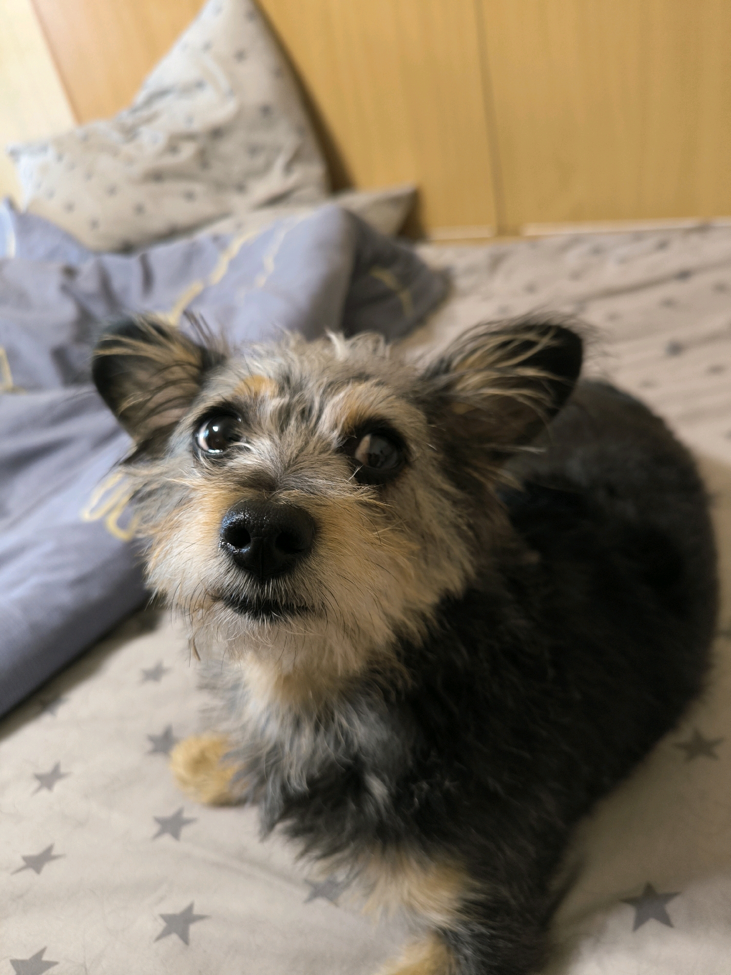 A small, mixed-breed dog with gray and tan fur, perky ears, and dark eyes is lying on a bed. The dog is looking directly at the camera with its nose slightly moist. The bed is covered with a light-colored duvet featuring a pattern of gray stars. Behind the dog, there are pillows and a wooden headboard. The lighting is soft and warm, suggesting an indoor setting. There is no information in the image to determine the location in Mykolaiv, Ukraine.