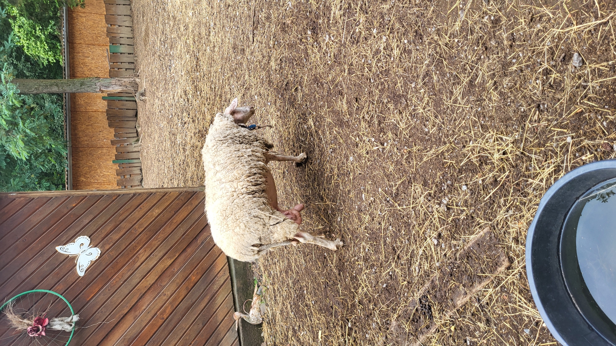 A ewe stands in a dirt enclosure with straw scattered on the ground. The ewe is facing away from the camera, showing its full wooly body and udders. To the left of the ewe, there is a wooden structure with decorative items on it. Behind the enclosure, there is a wooden fence and trees. In the foreground, a black bucket filled with water is visible. The location is not specified in the image, thus it cannot be identified to a specific city like Prešov, Slovakia.