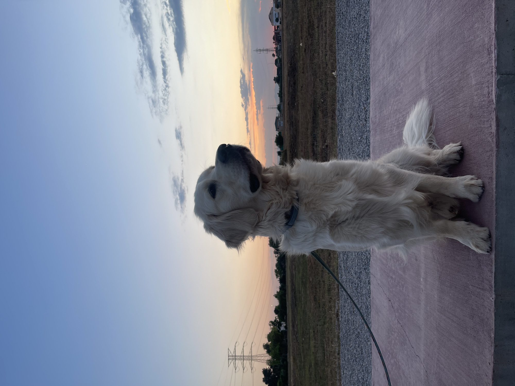 A medium shot depicts a light-colored, likely golden retriever dog lying down on a pink concrete surface, with a leash extending out of the frame. The dog is looking towards the upper left of the frame, towards a sky showing shades of blue and orange, indicative of a sunset or sunrise. The horizon line includes low-lying vegetation and a silhouette of electrical power pylons. A partially visible area suggests a gravel surface adjacent to the concrete. The location, as indicated, is Paiporta, Spain. Based on the background, the area seems to be on the outskirts of an urban area.